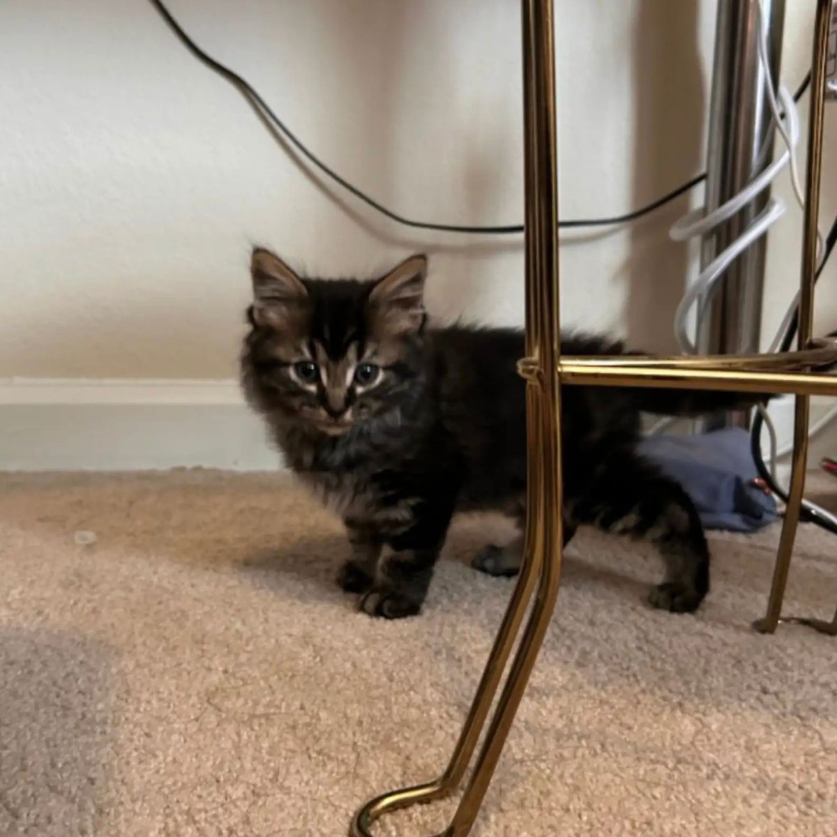 adorable fluffy kitty