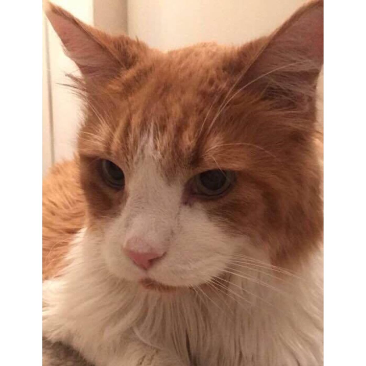 adorable giant cat