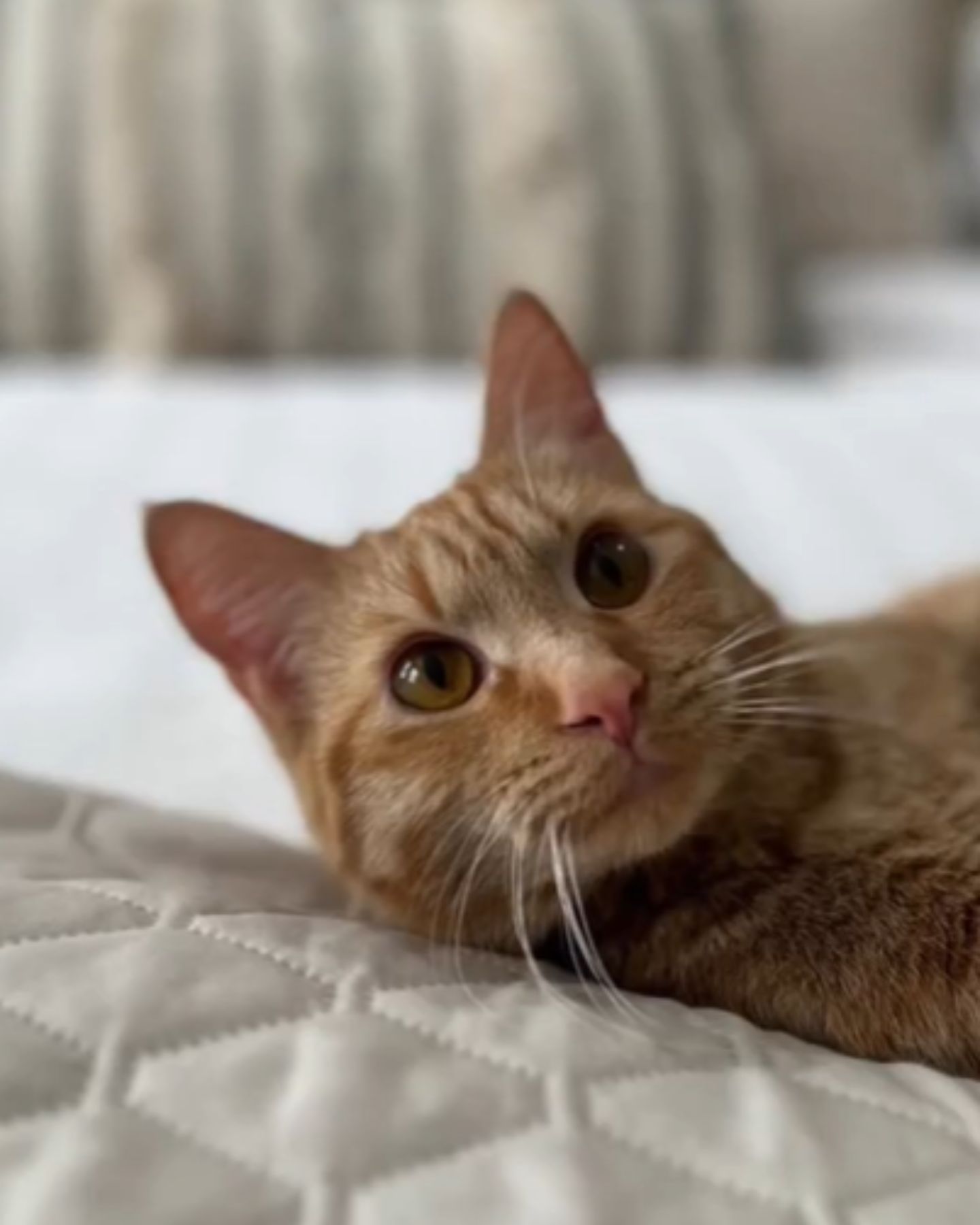adorable ginger cat