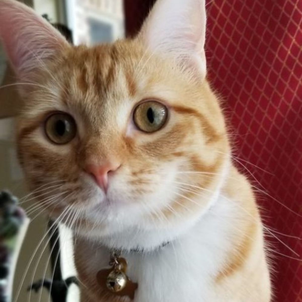 adorable ginger cat
