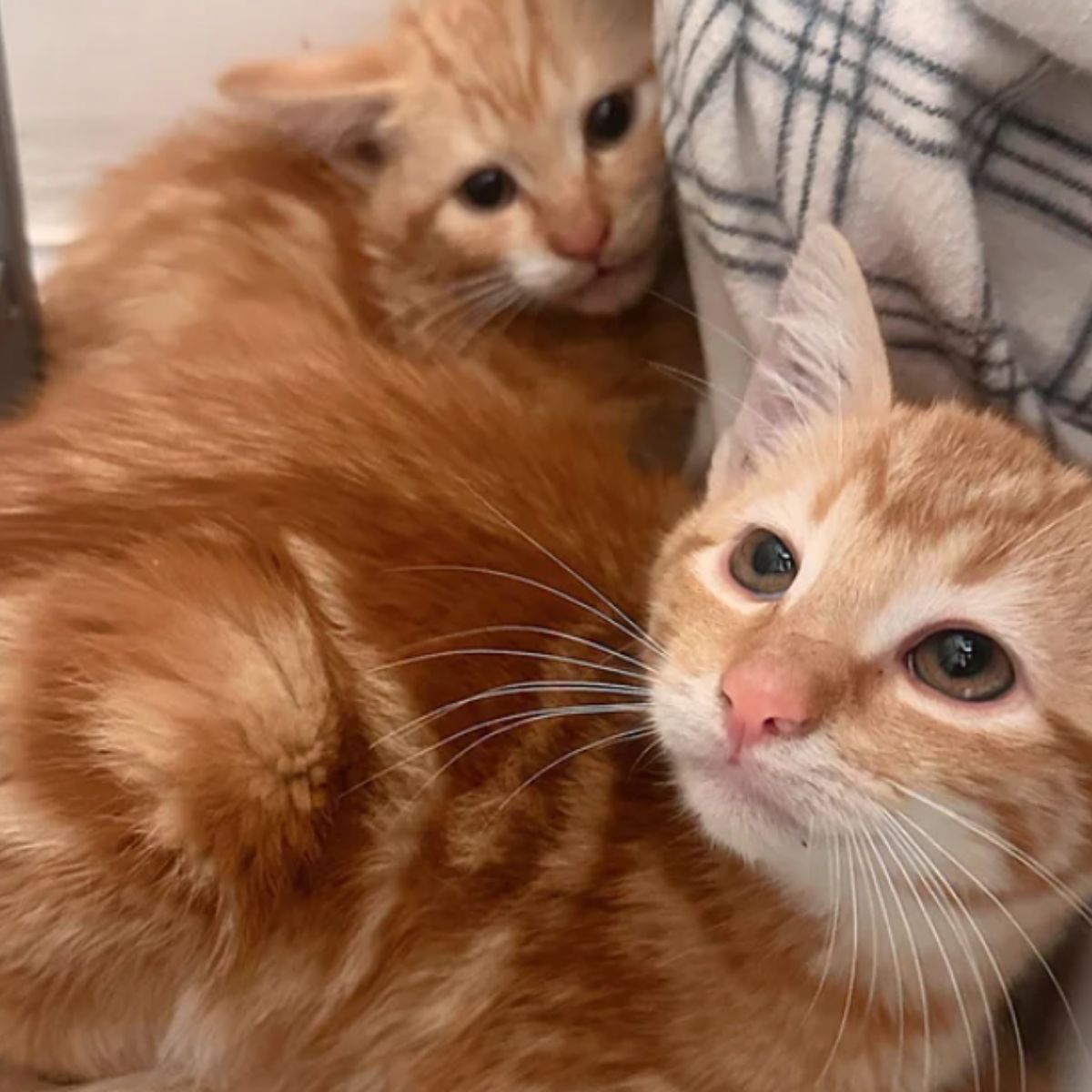 adorable ginger cats