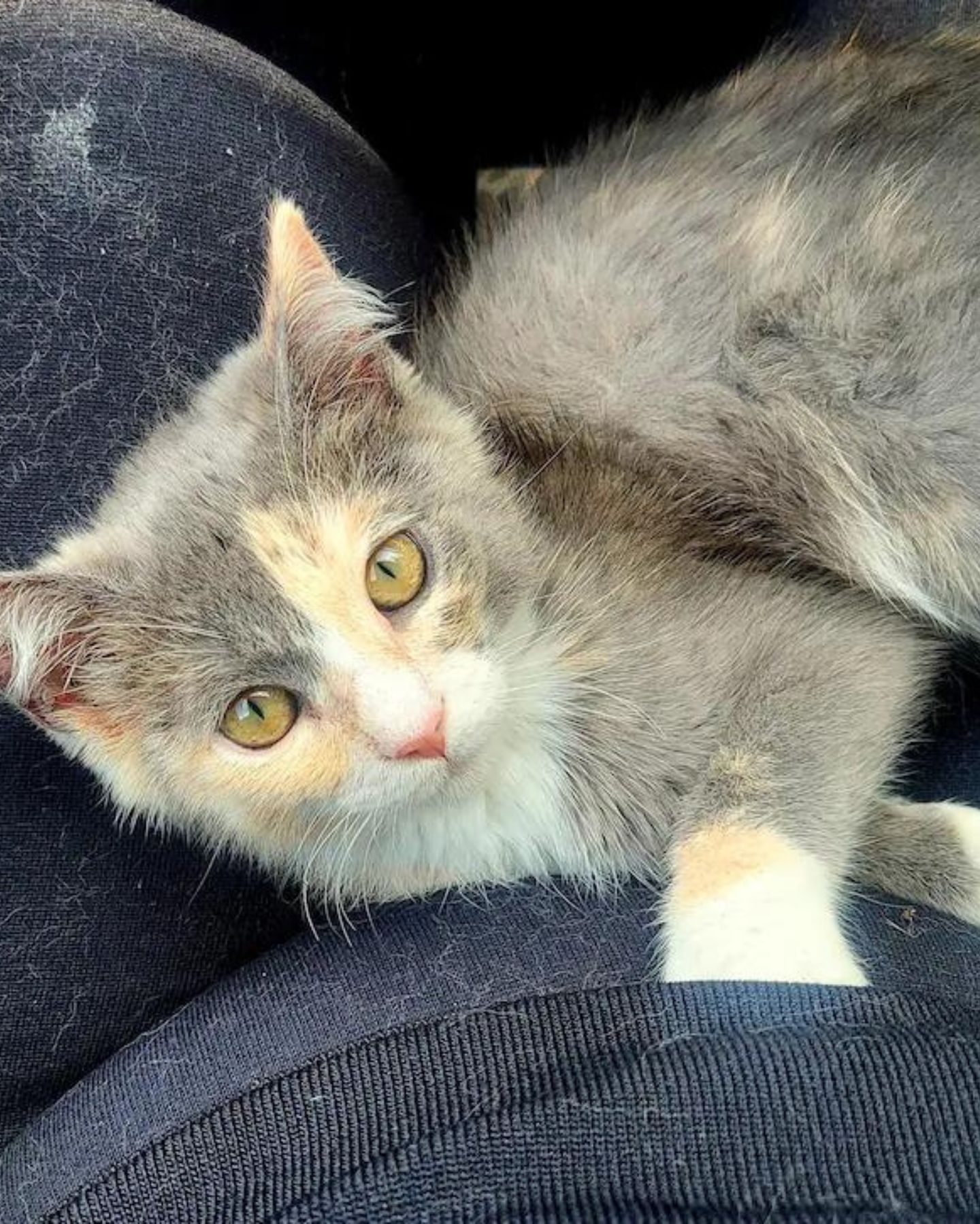 adorable kitten