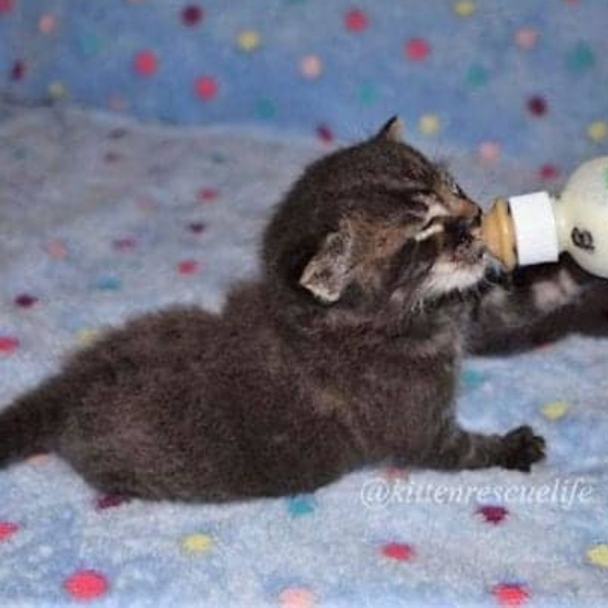 adorable kitten drinks milk from a bottle