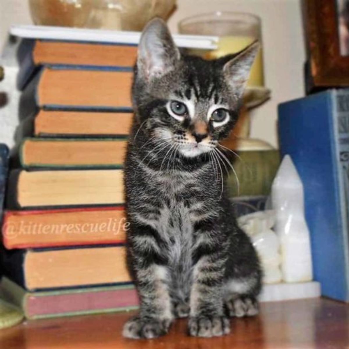 adorable kitten is posing next to the books