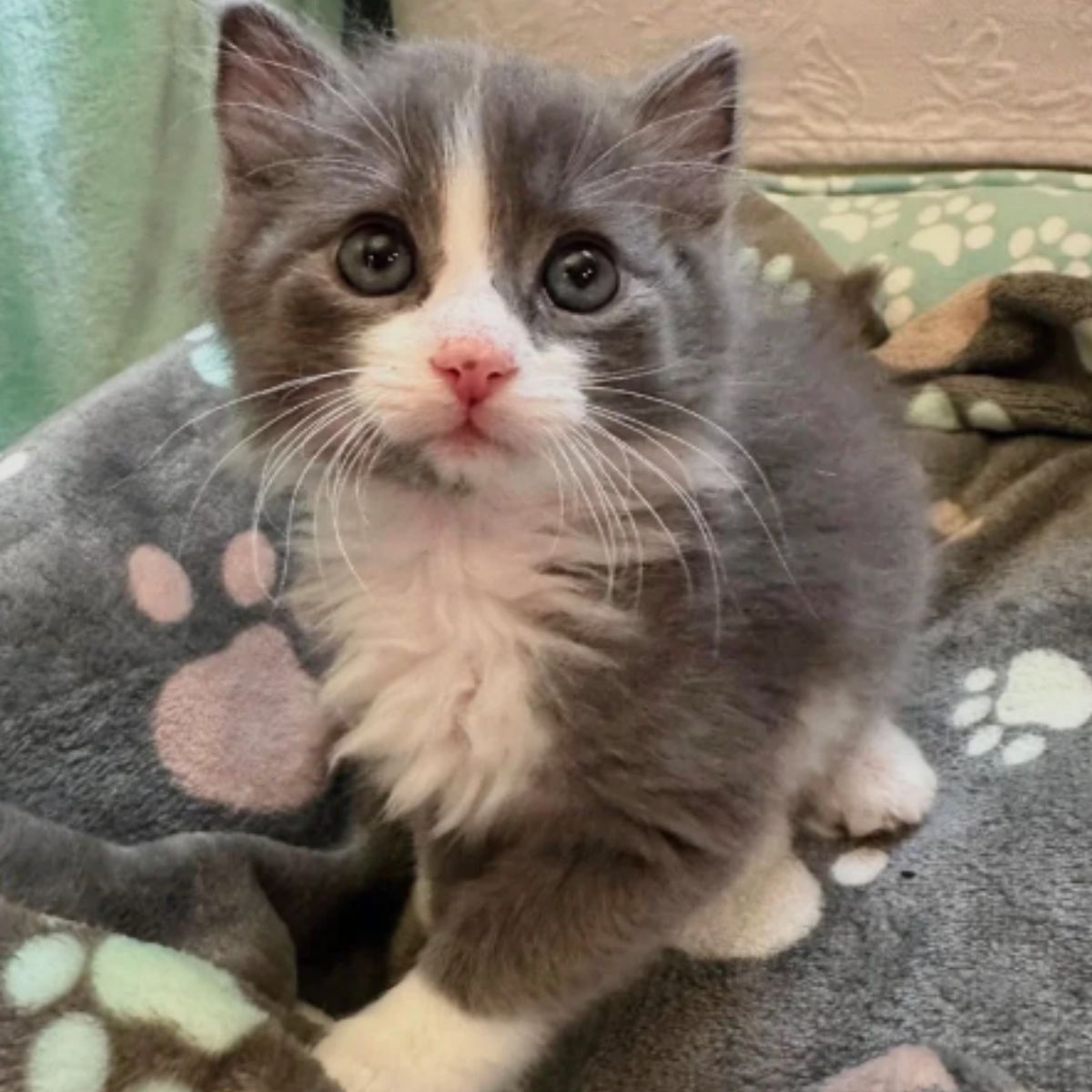 adorable kitten sitting