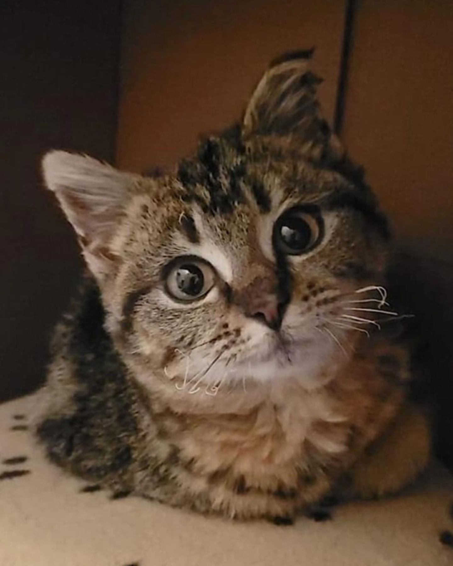 adorable kitten