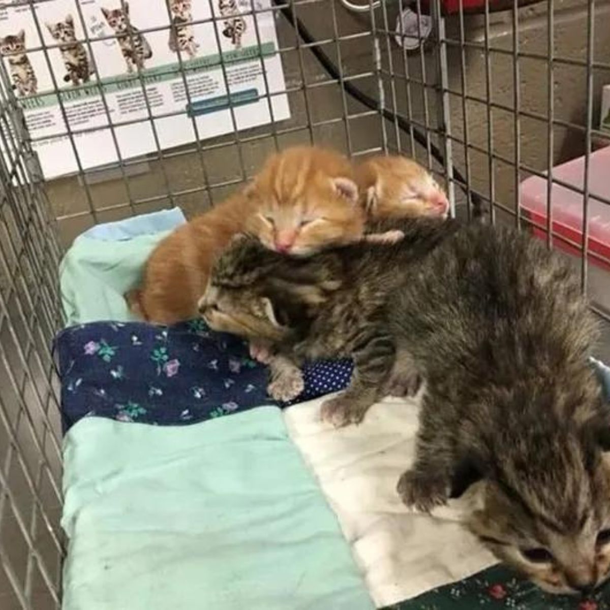 adorable kittens in a cage