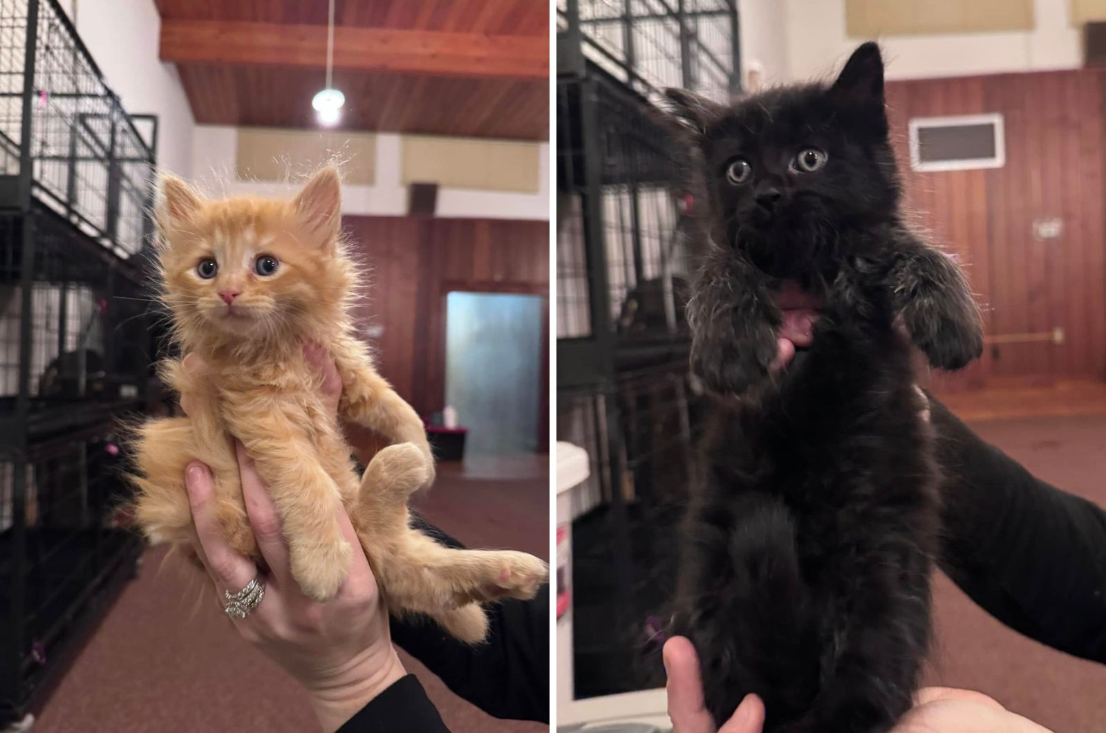 adorable kitties