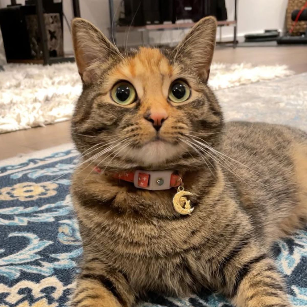 adorable kitty cat