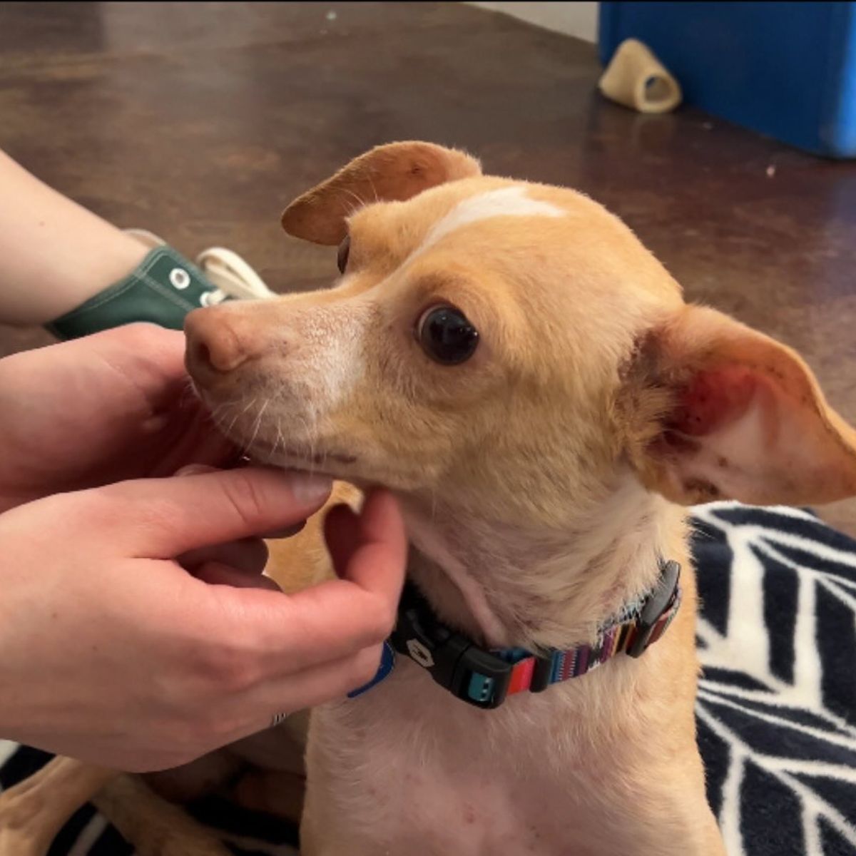 adorable little dog with a collar