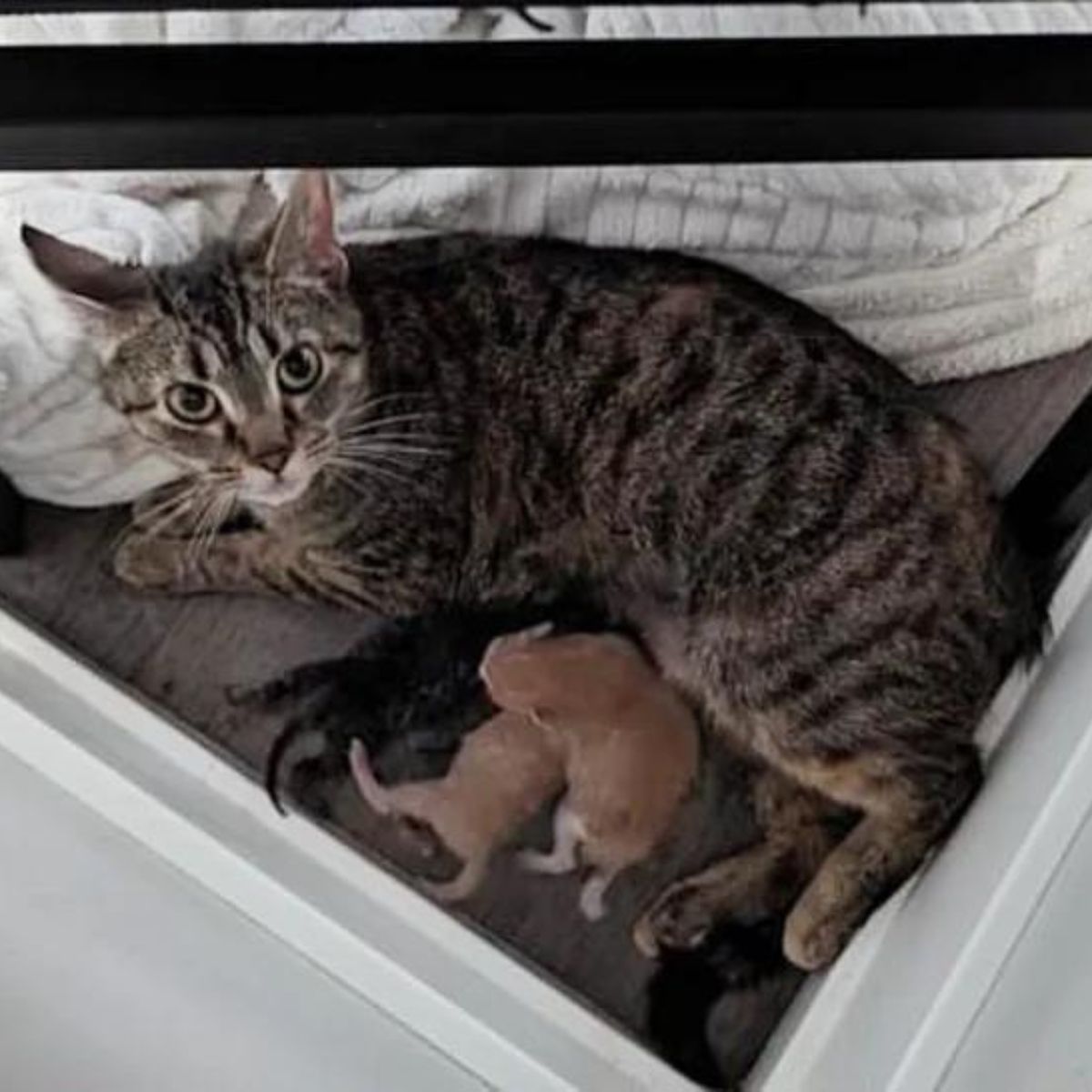 adorable mama cat with newborn kittens