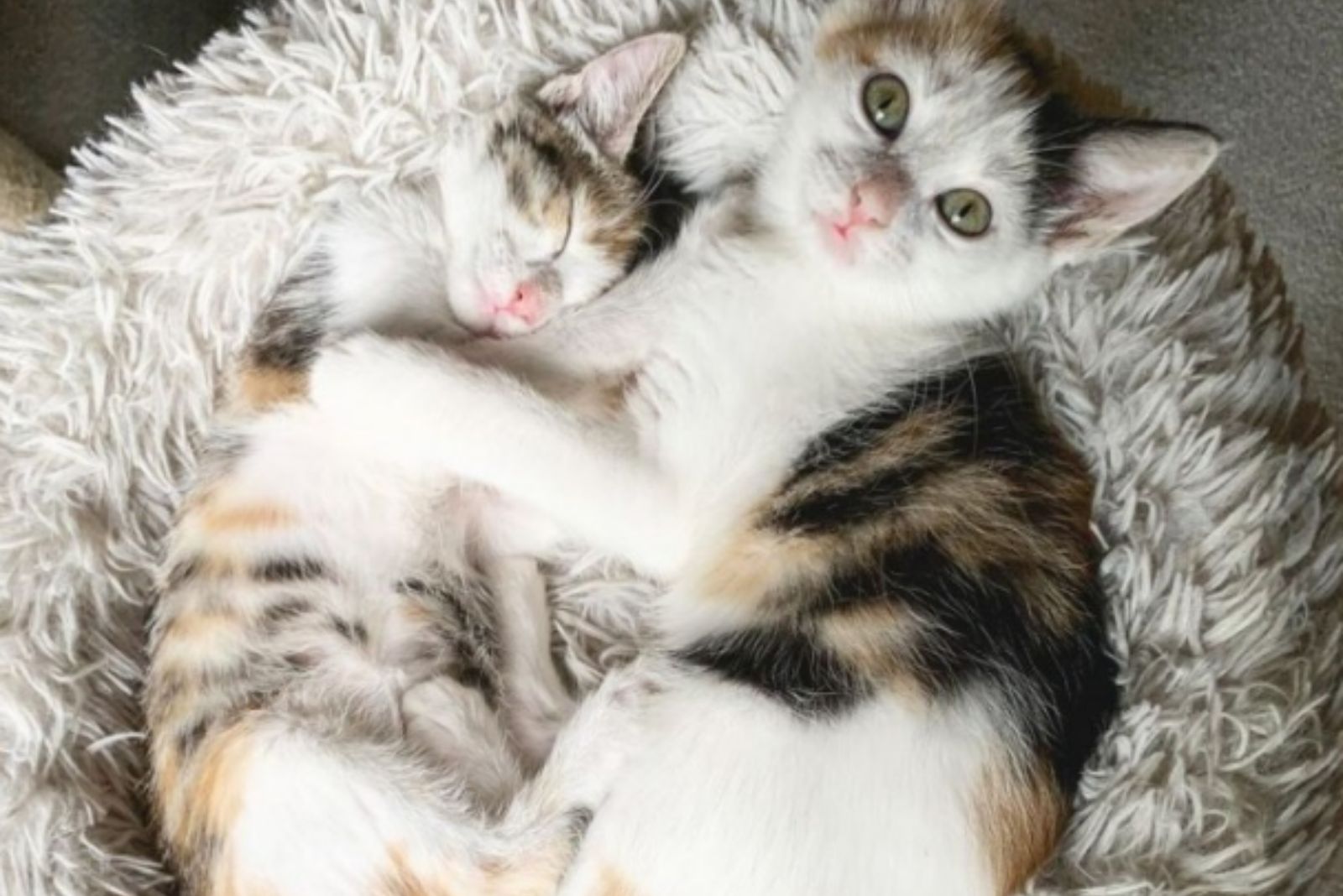 adorable mom cat with baby kitten