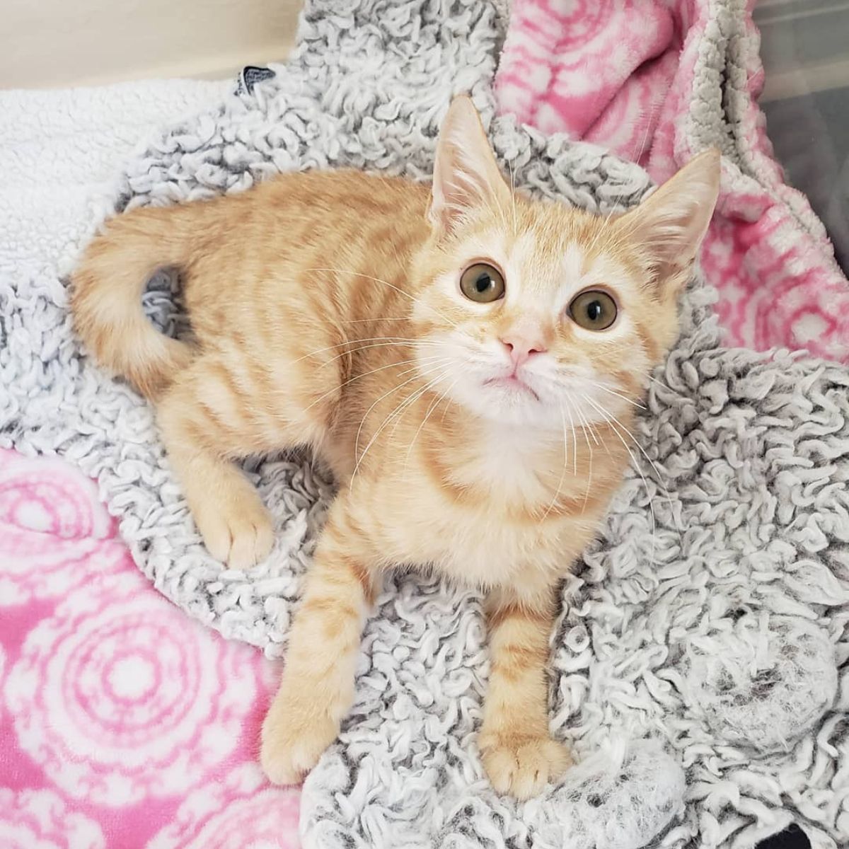 adorable orange kitten