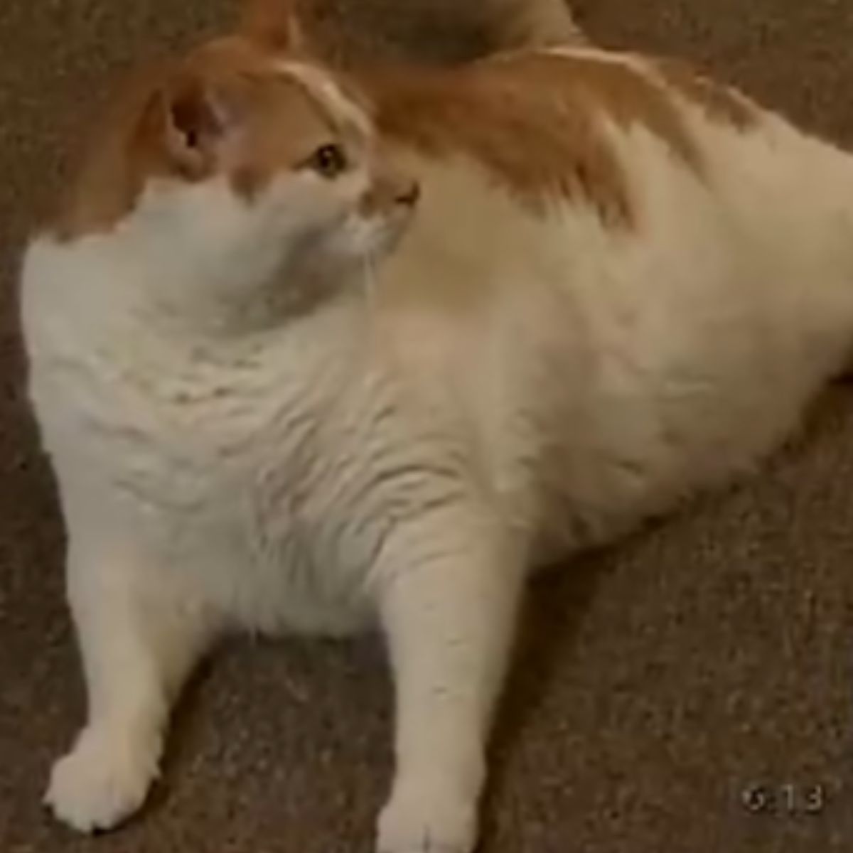 adorable orange-white kitty