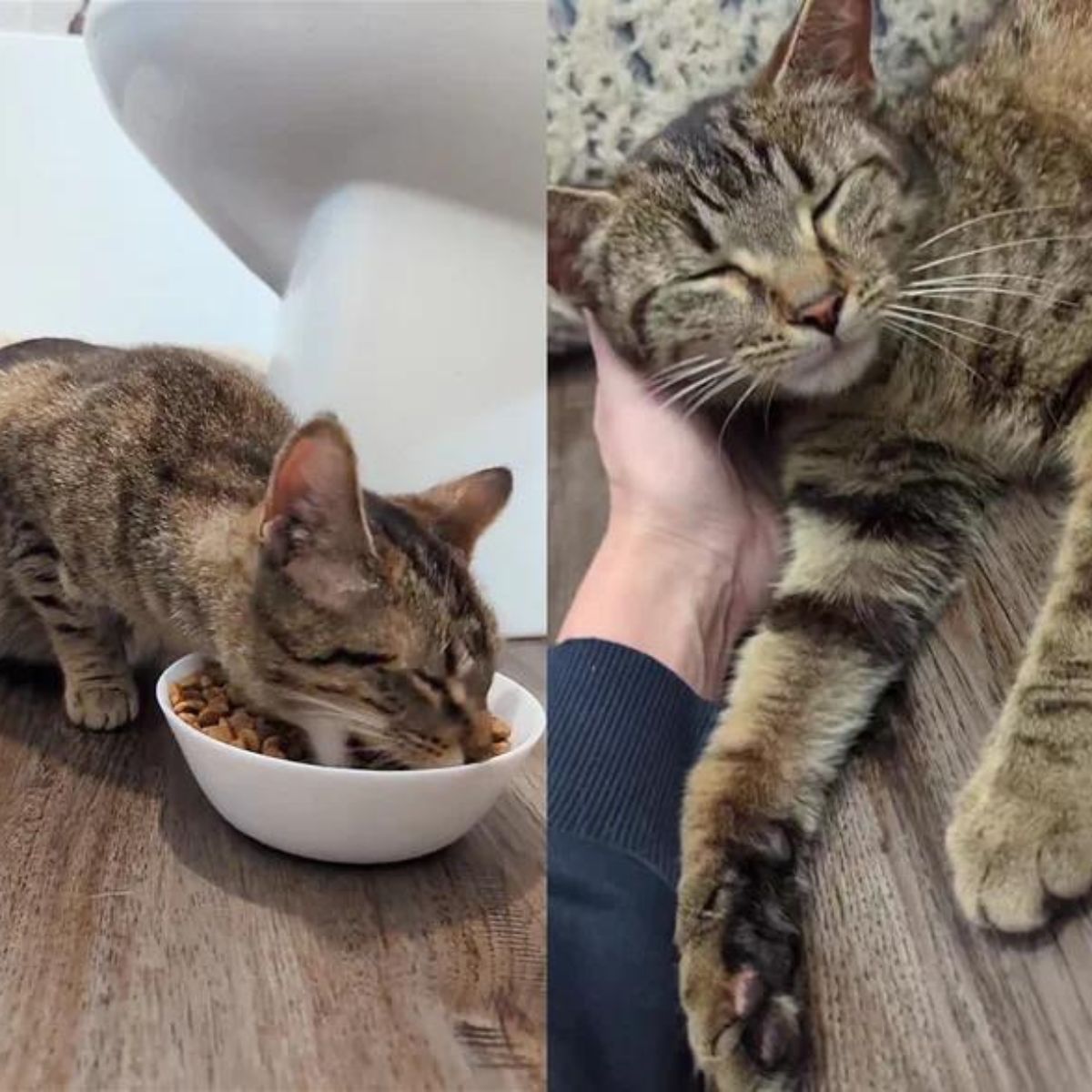 adorable pregnant cat