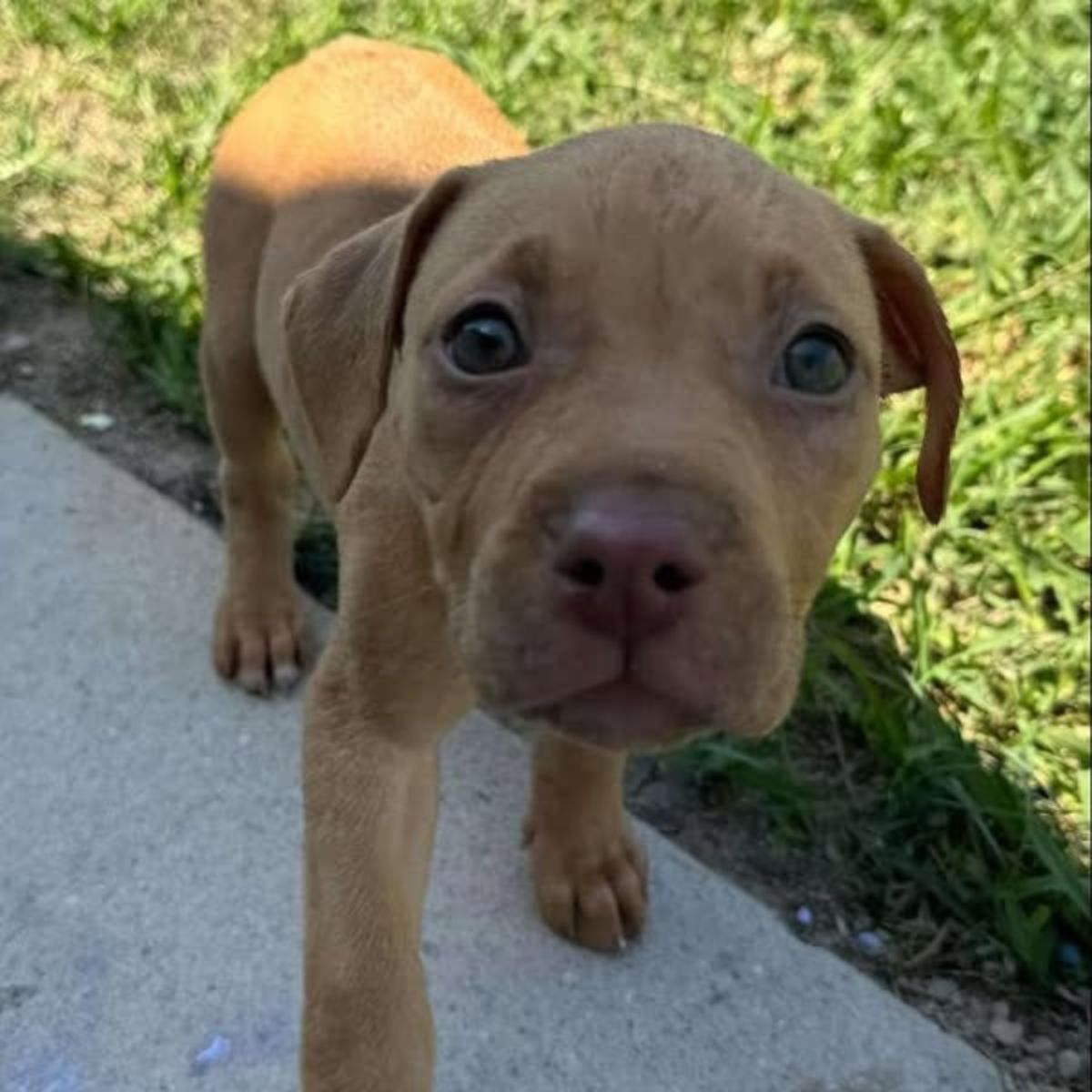 adorable puppy from box