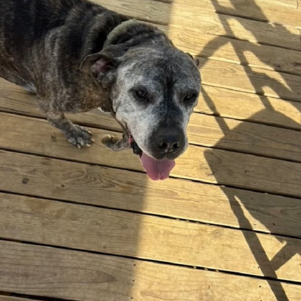 adorable senior dog