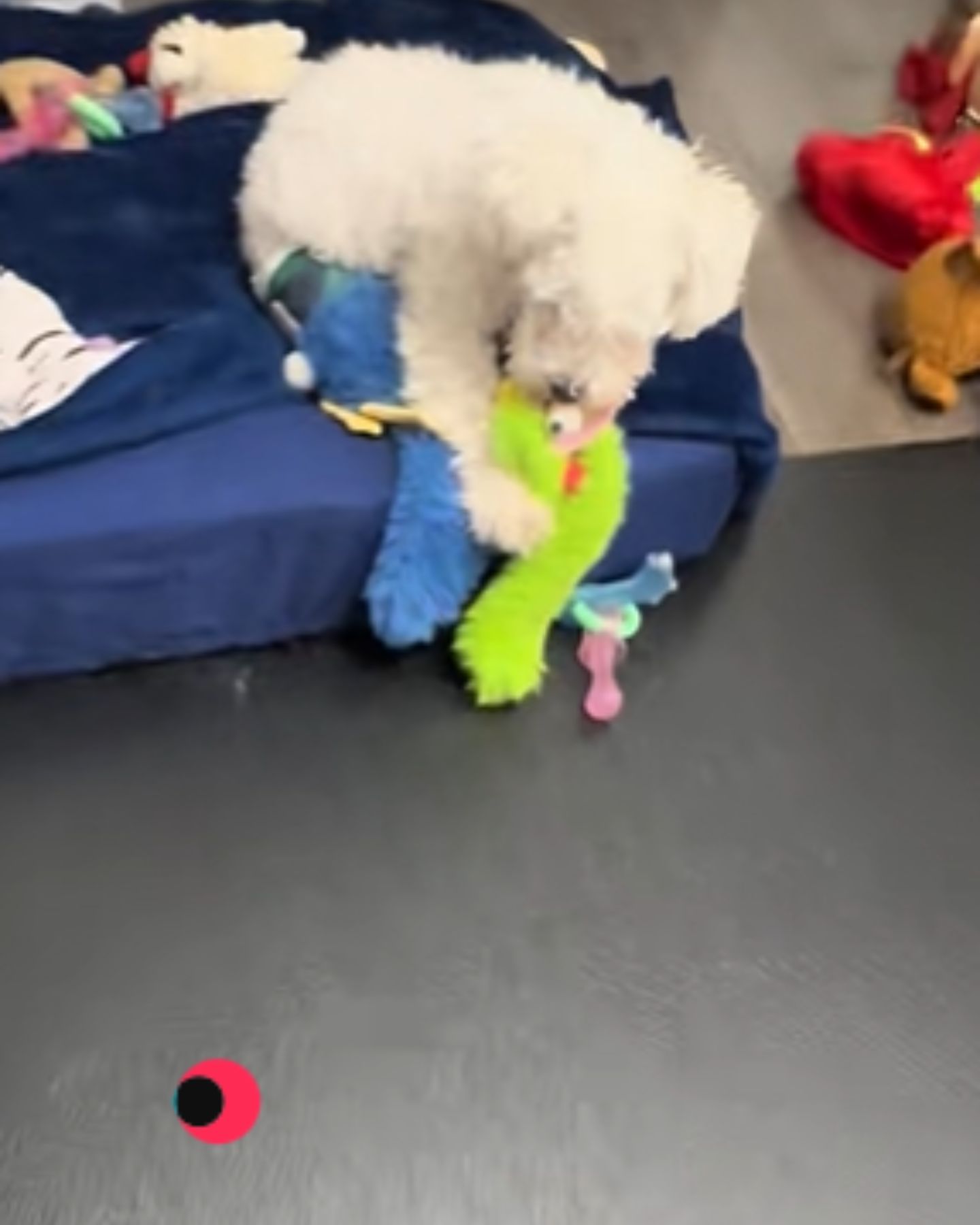 adorable white dog is playing