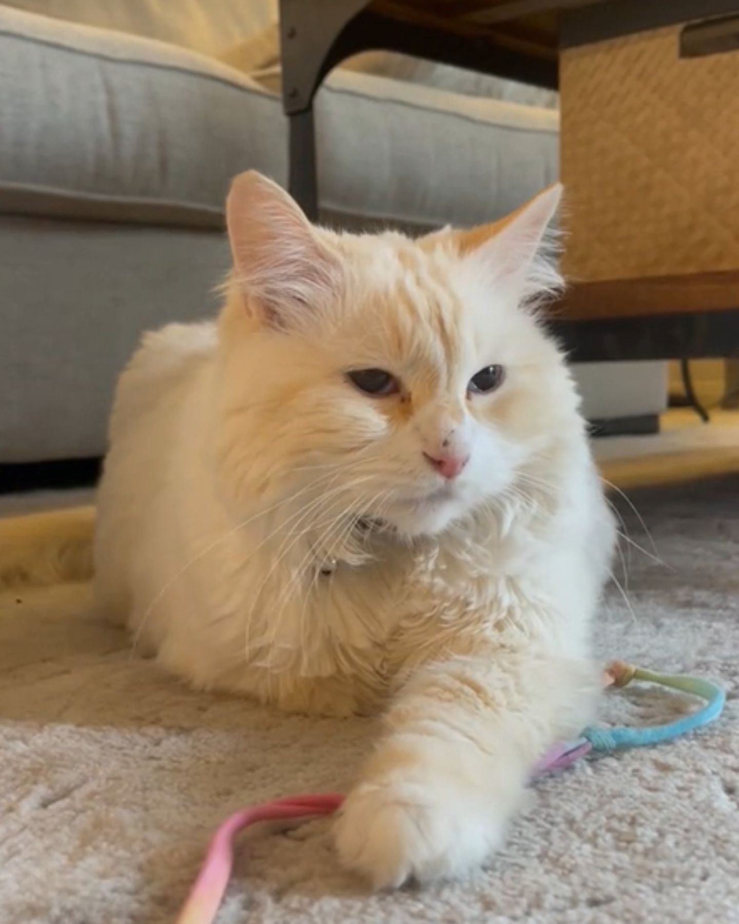 adorable white kitten