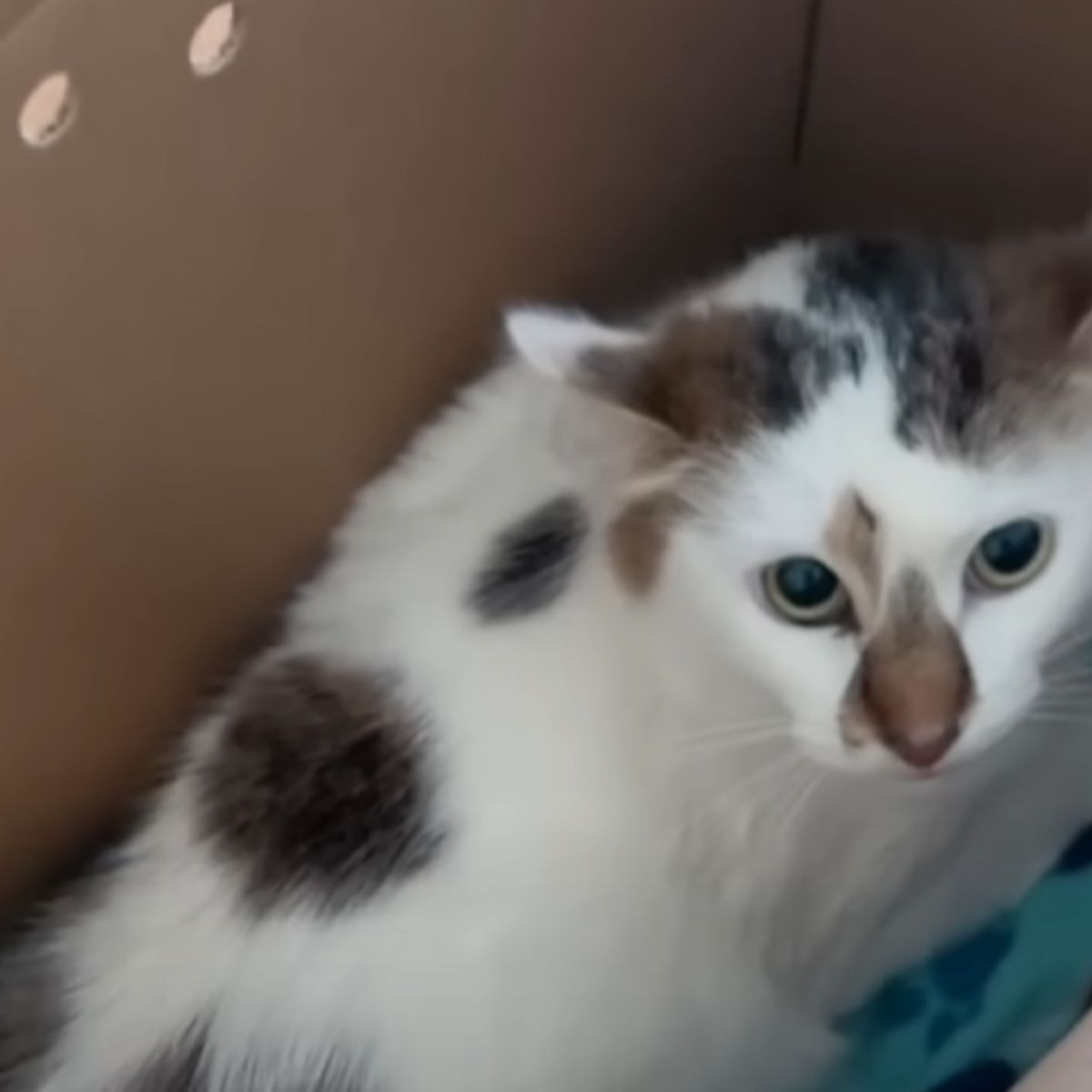 adorable white tabby cat