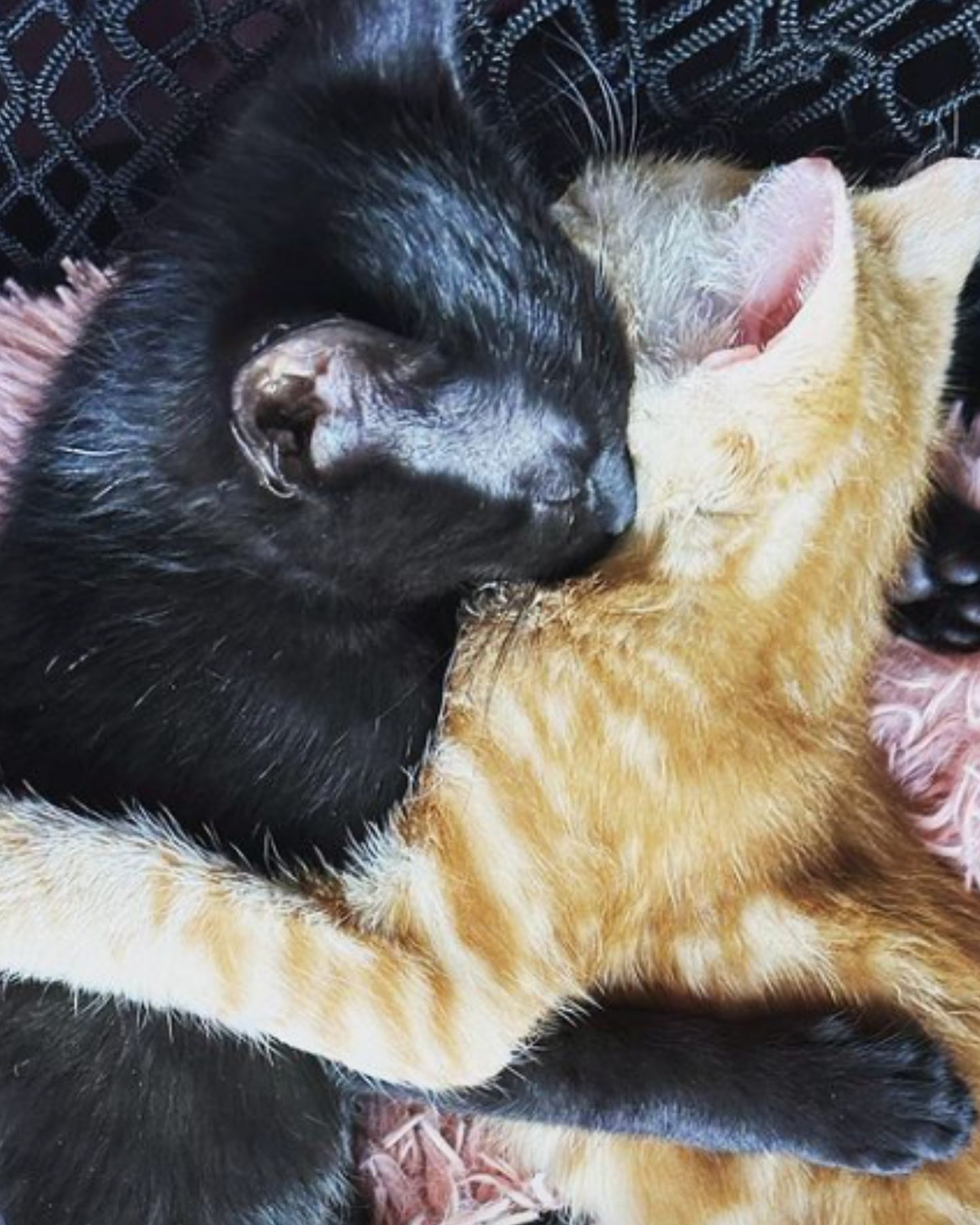 an orange and a black kitten hug each other