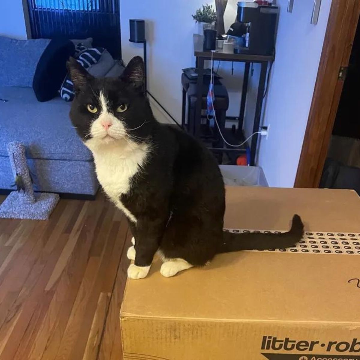 angry black and white cat sitting on the package