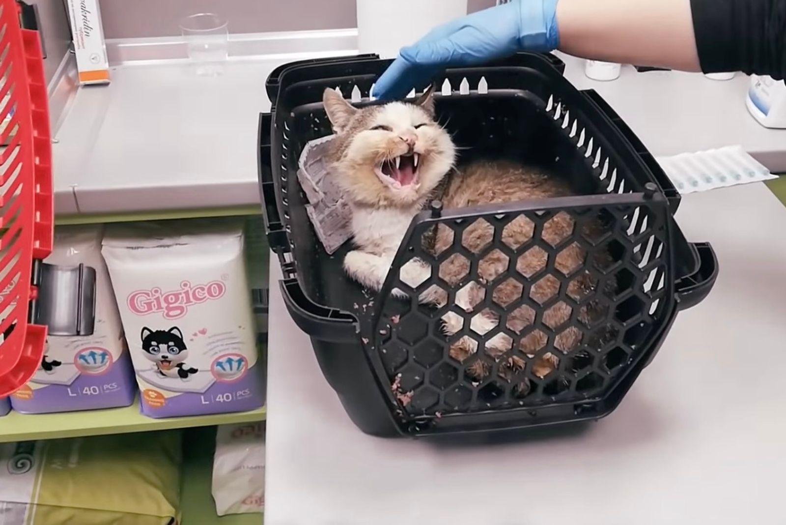 angry cat in a transporter