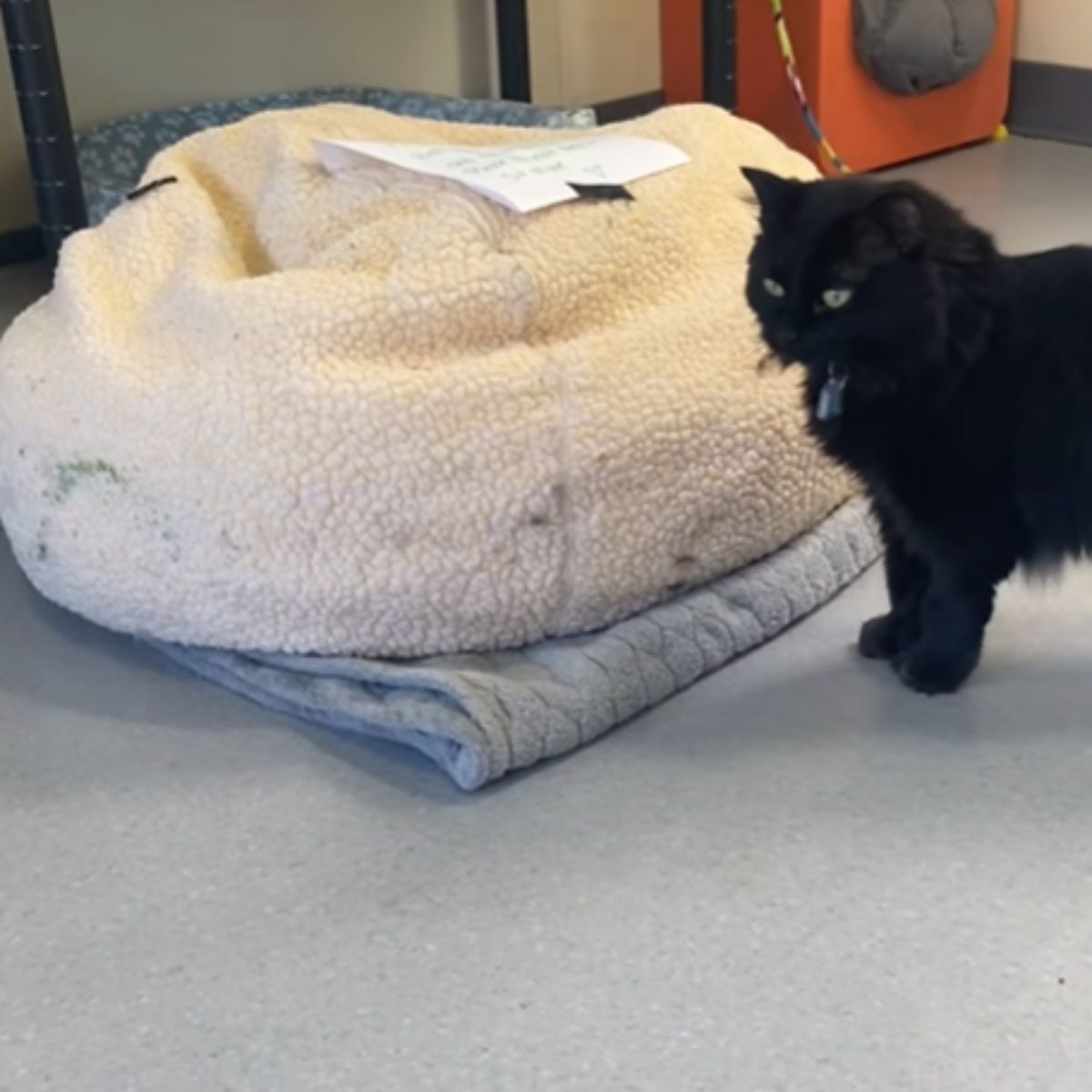 another cat walks past cat's bed