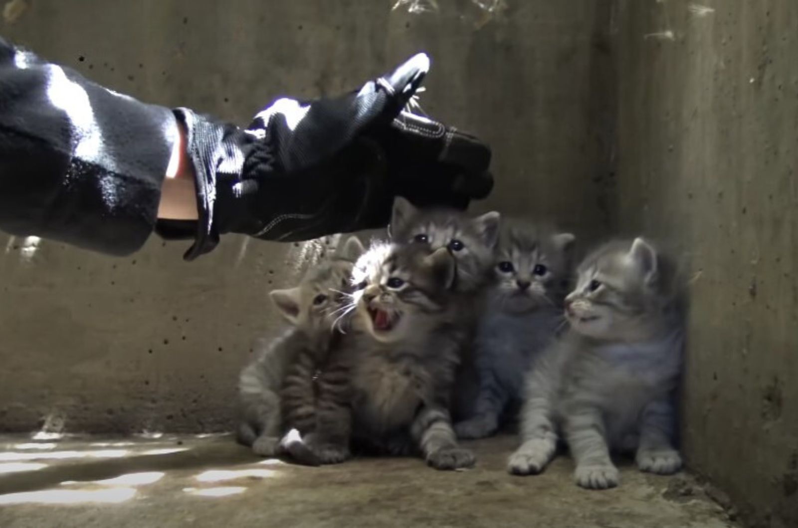 arm reaching for frightened kittens