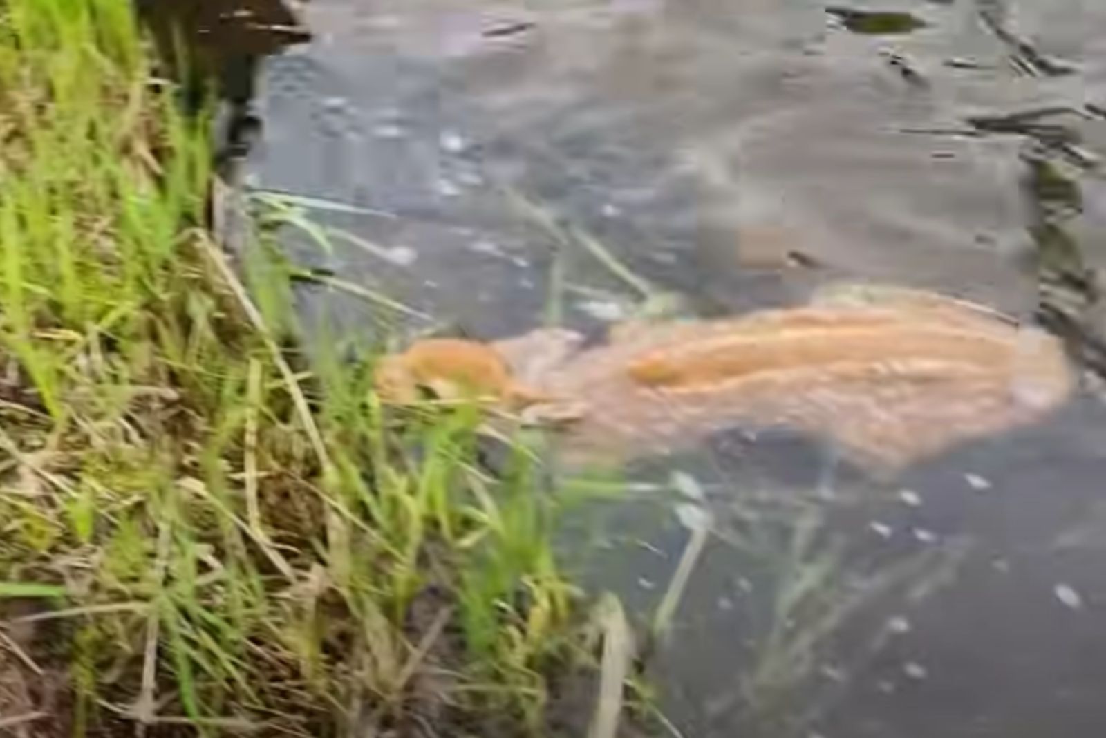 baby deer in water