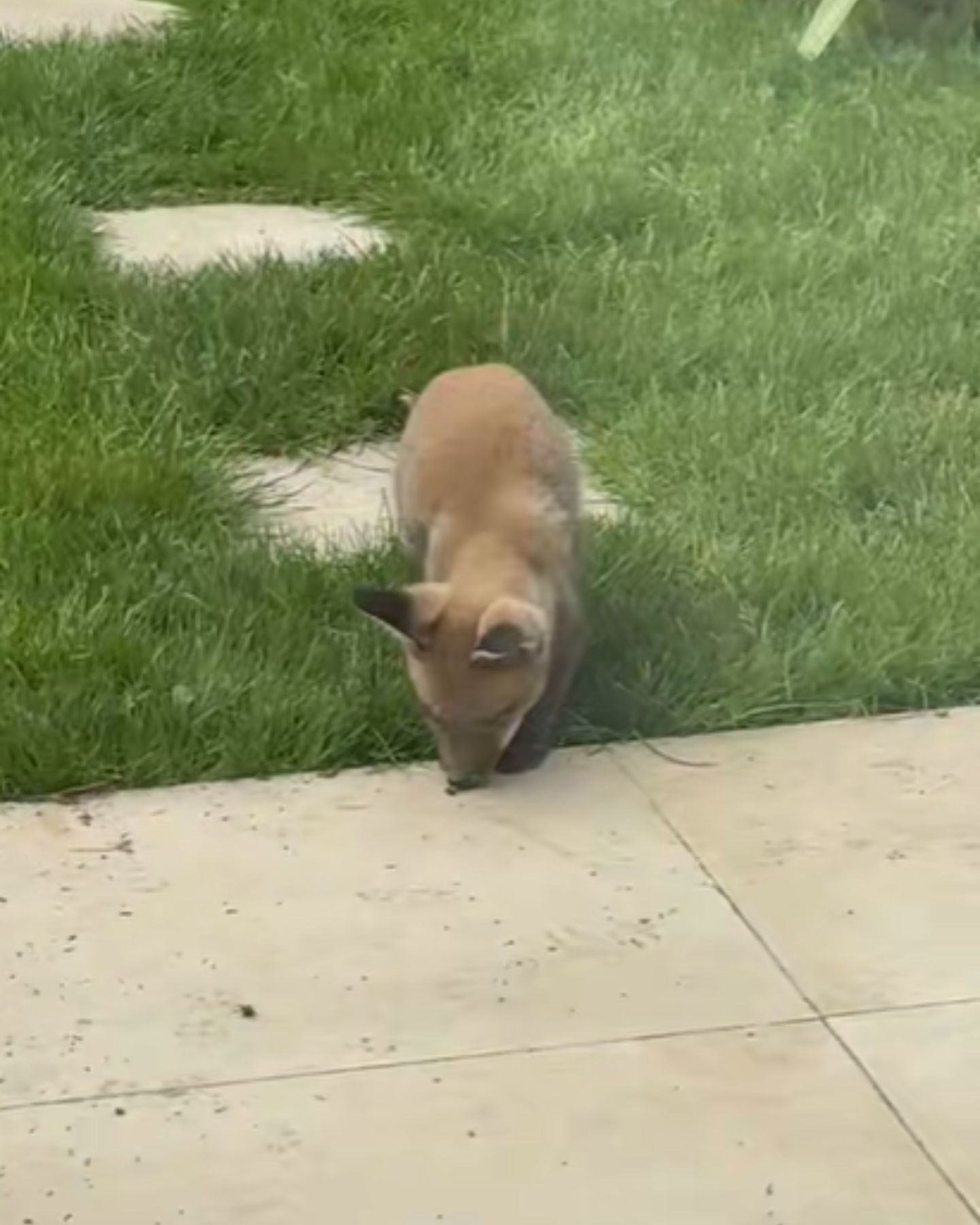 baby fox in the yard