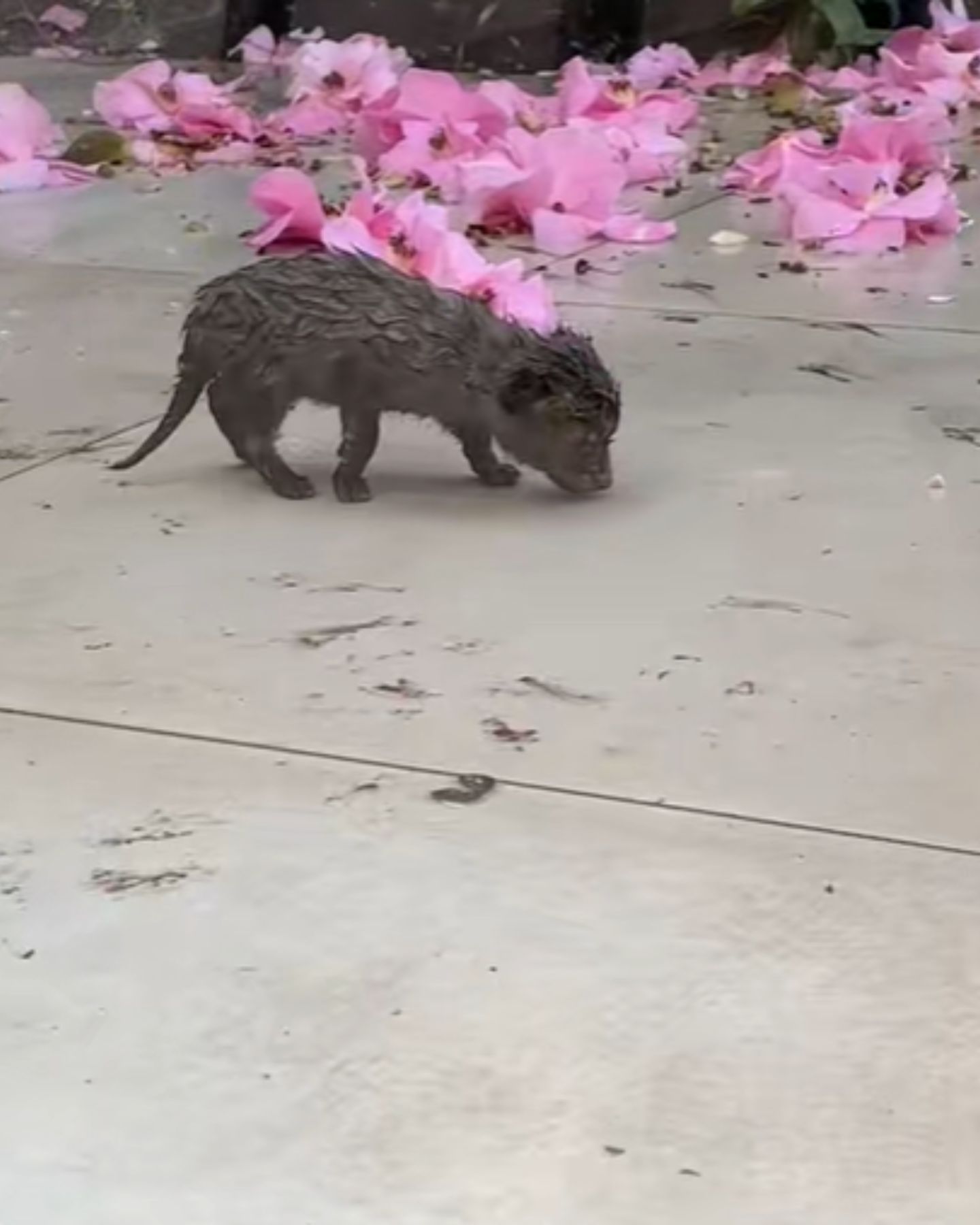 baby fox