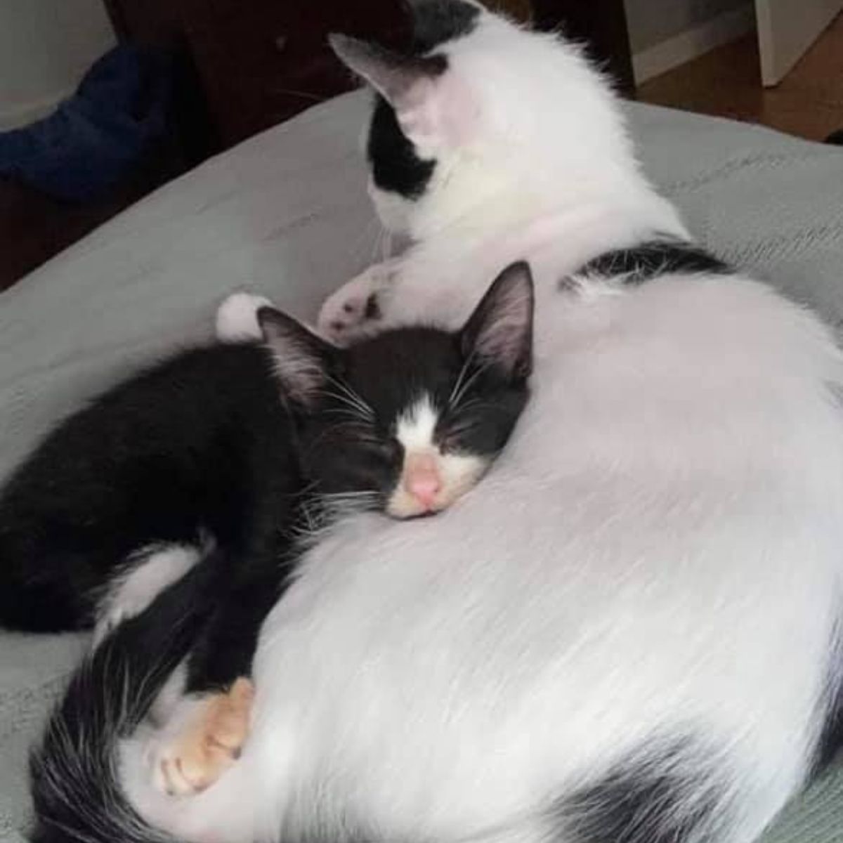 baby kitten sleeps peacefully on his mother