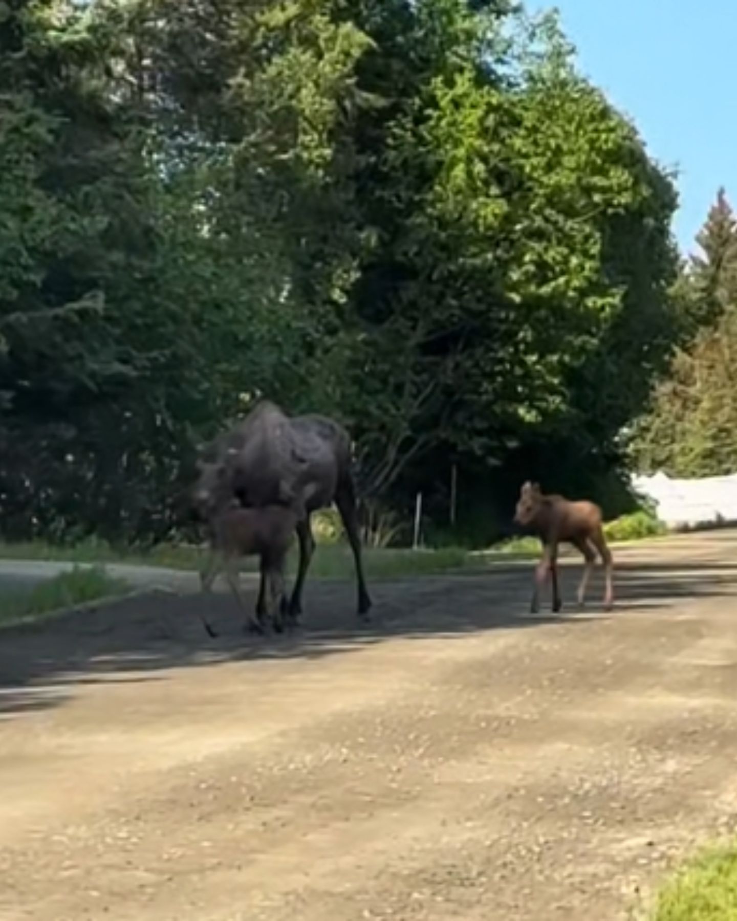 baby moose and mom leave