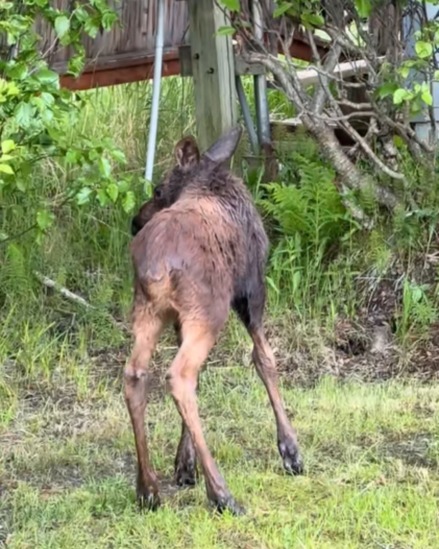 baby moose is leaving