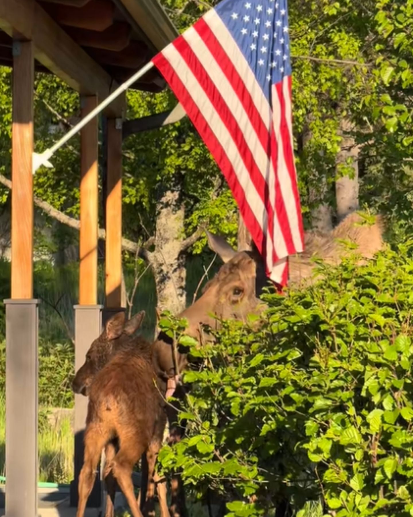 baby moose meets his mom