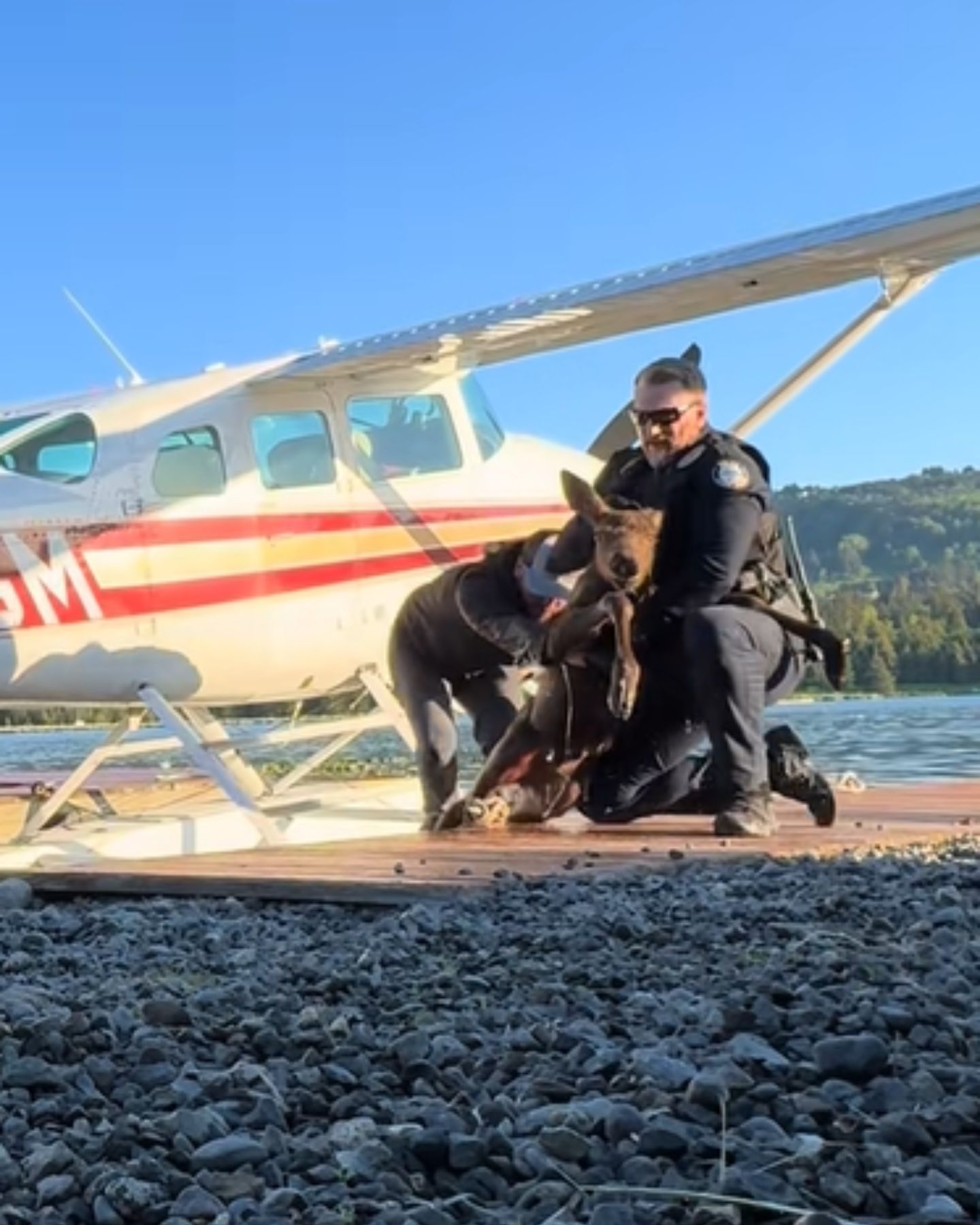 baby moose was saved