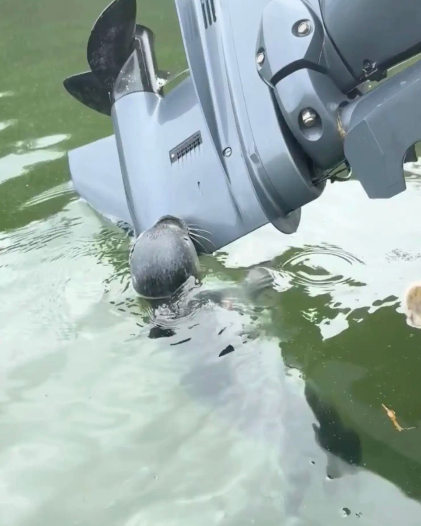 baby seal clinging to boat