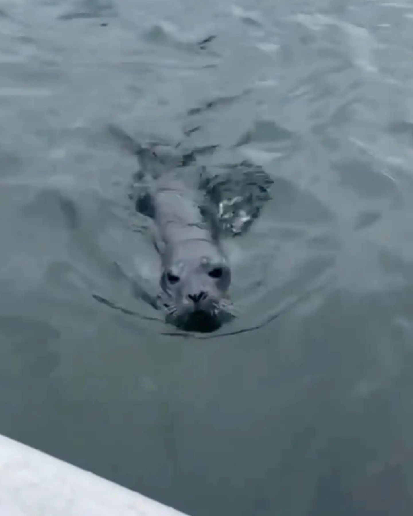 baby seal in water