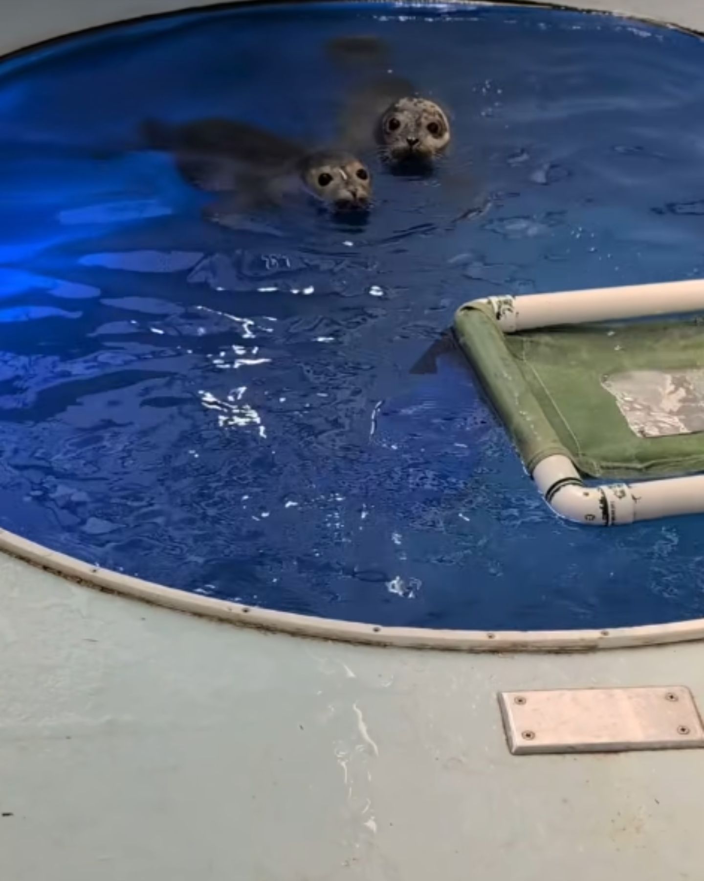 baby seals in the pool