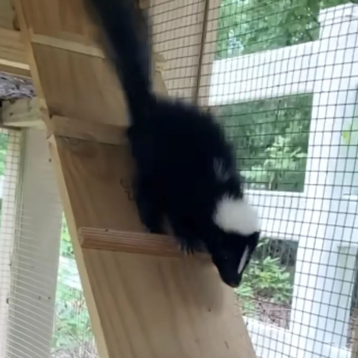 baby skunks happy