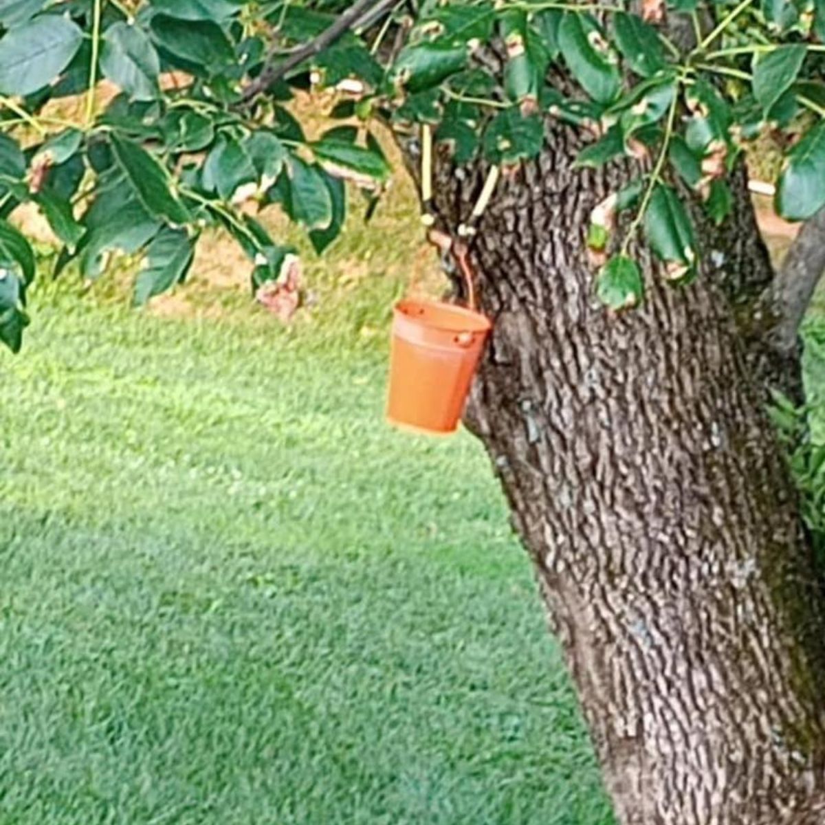 baby squirrel in the tree