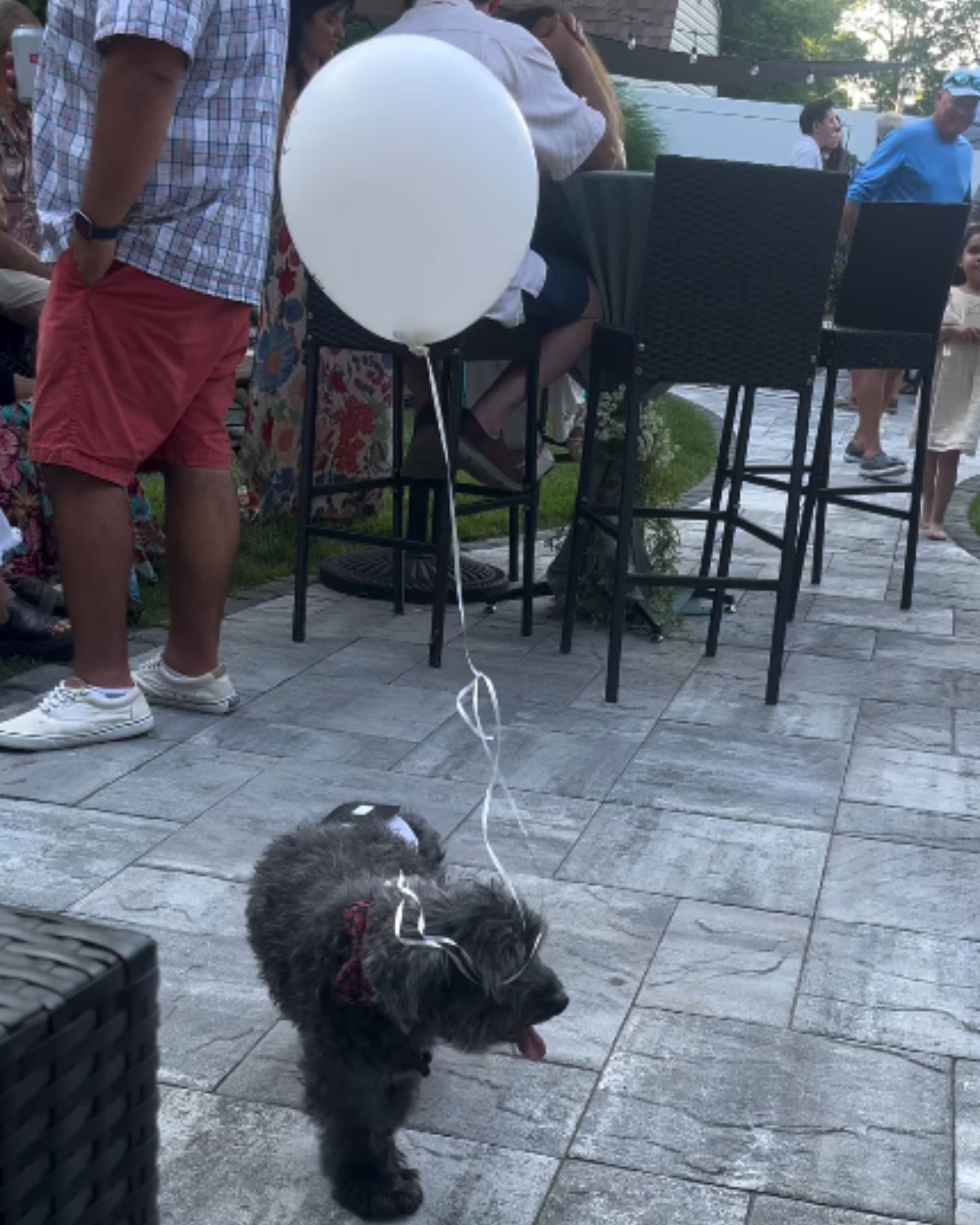 balloon tied to a dog