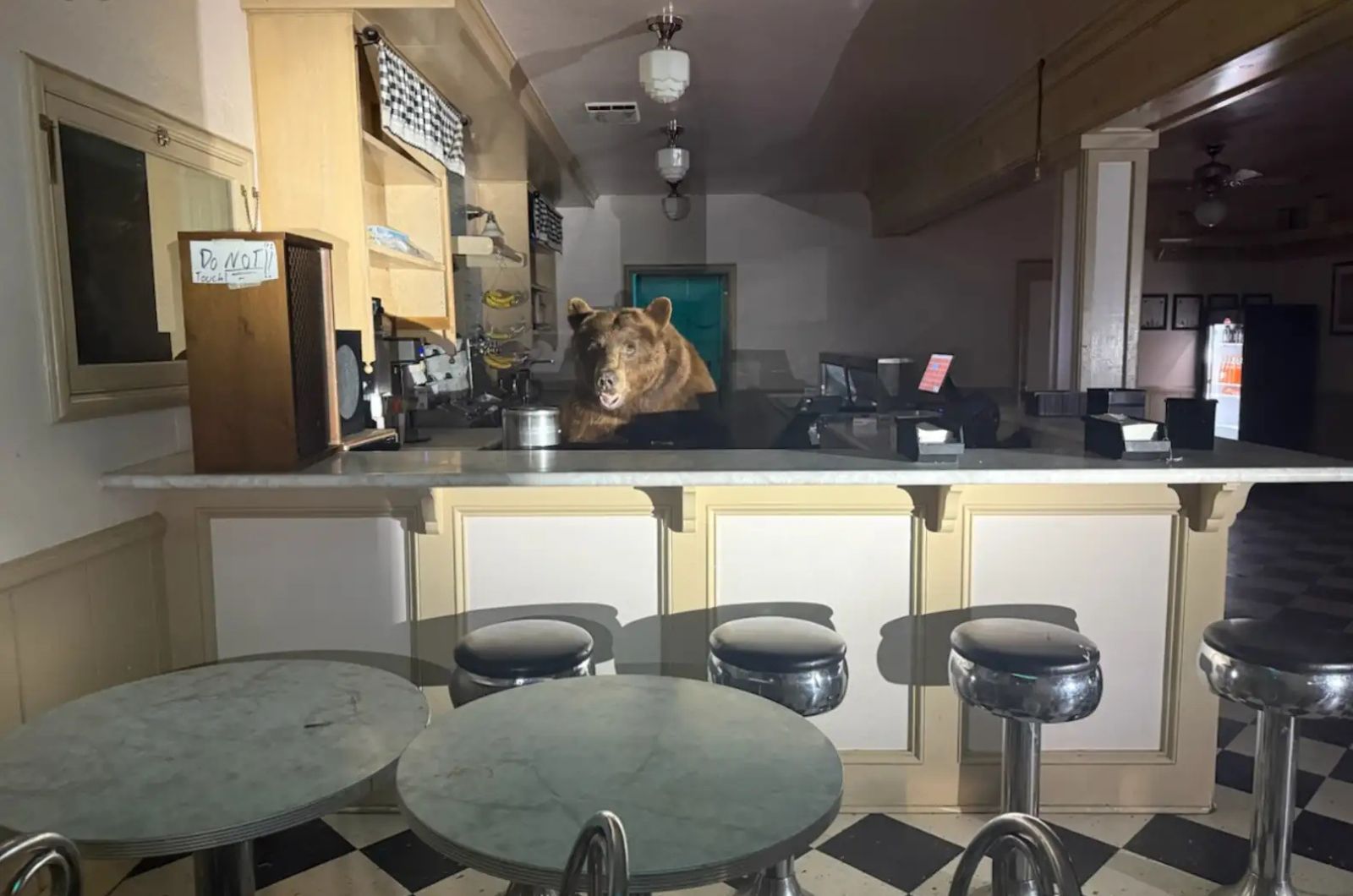 bear in ice cream parlor