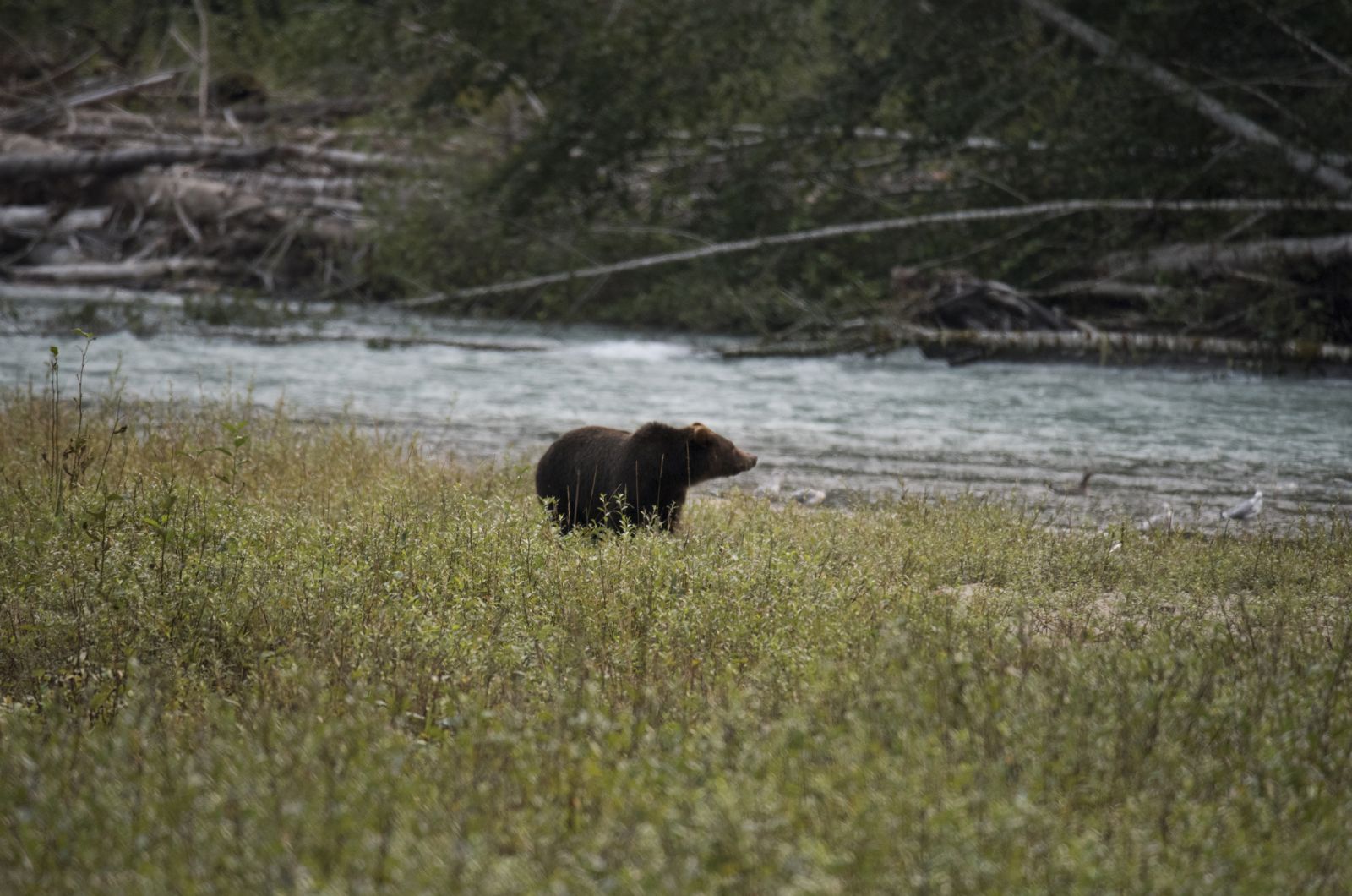 bear in the filed