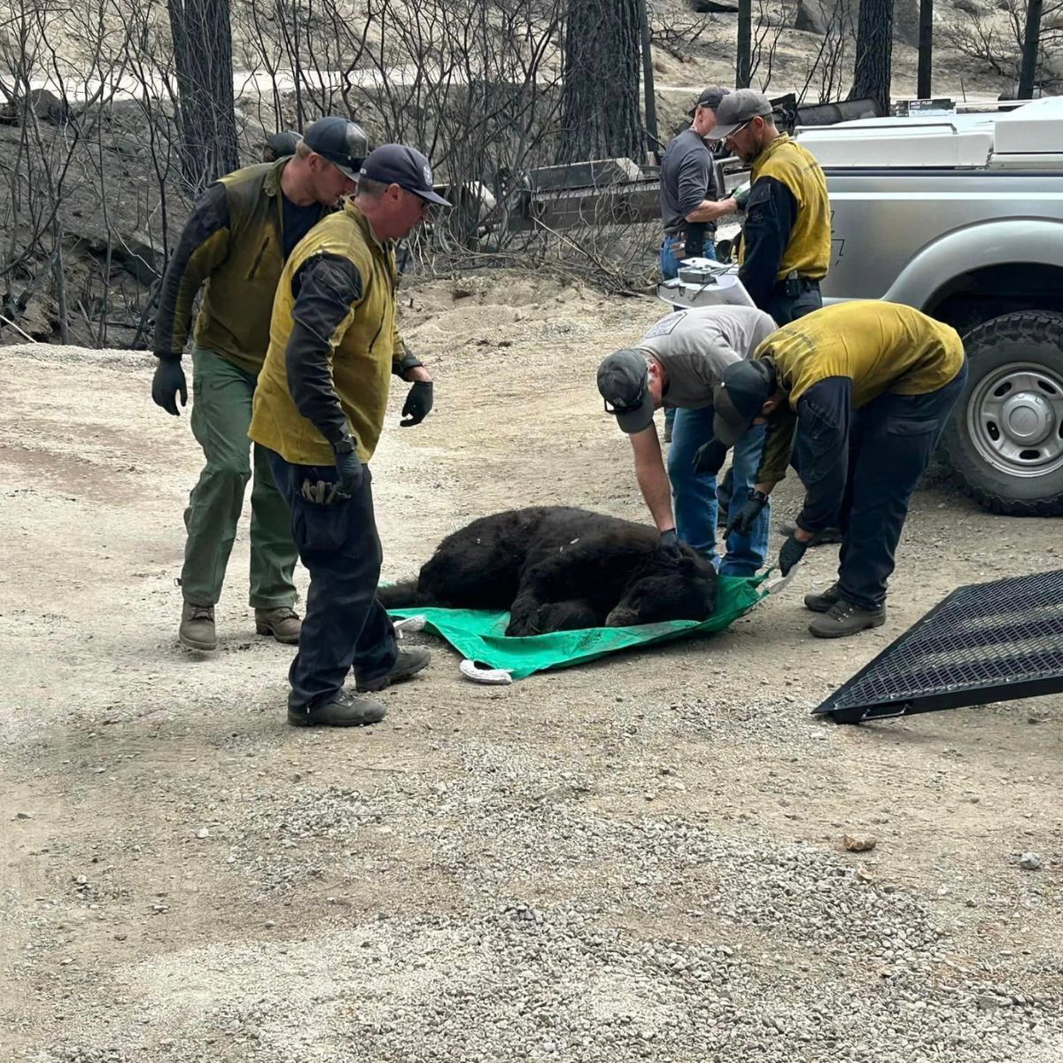 bear in transport
