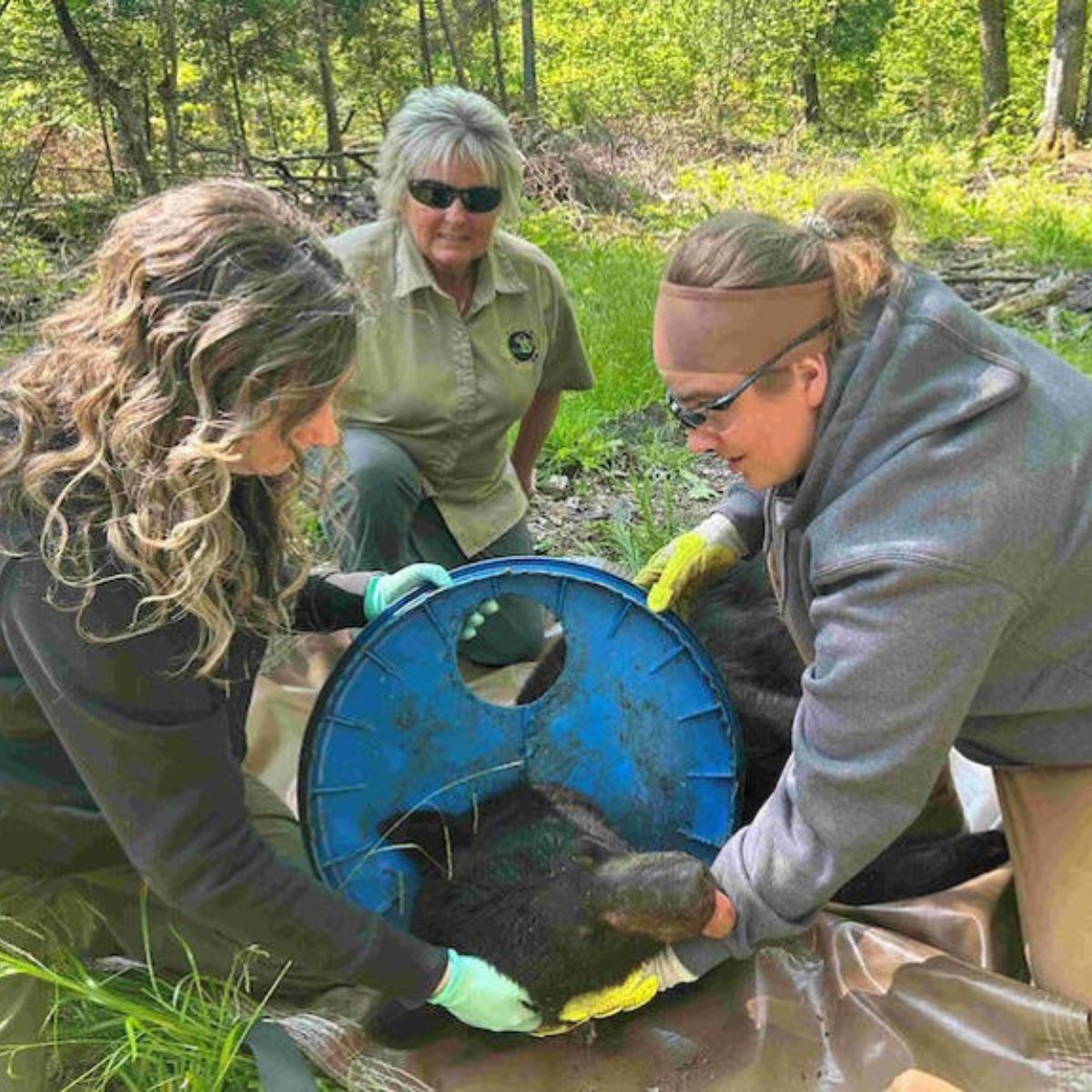 bear rescue
