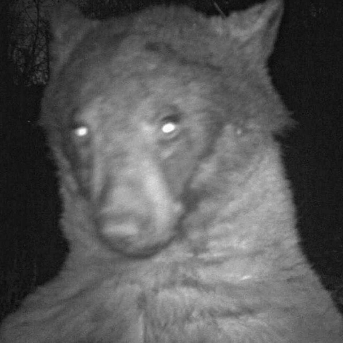 bear