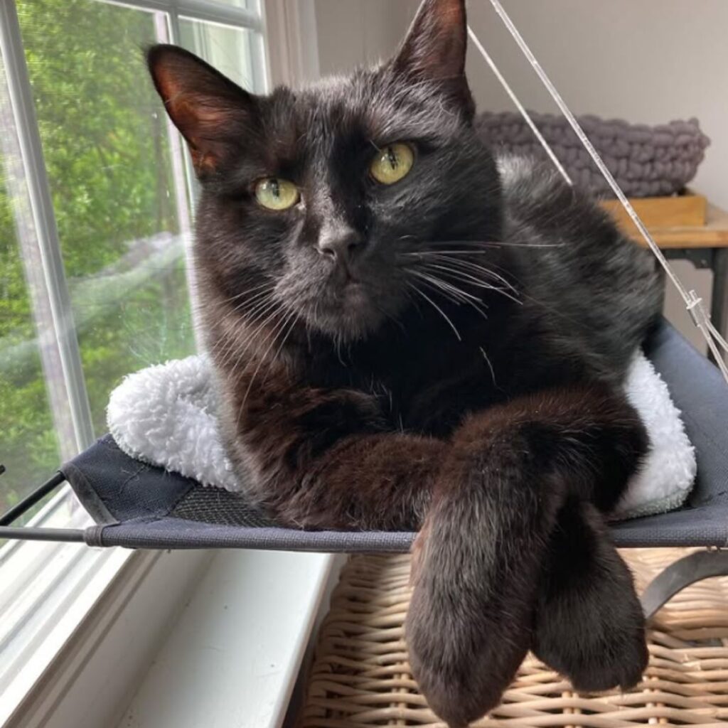 beautiful black cat