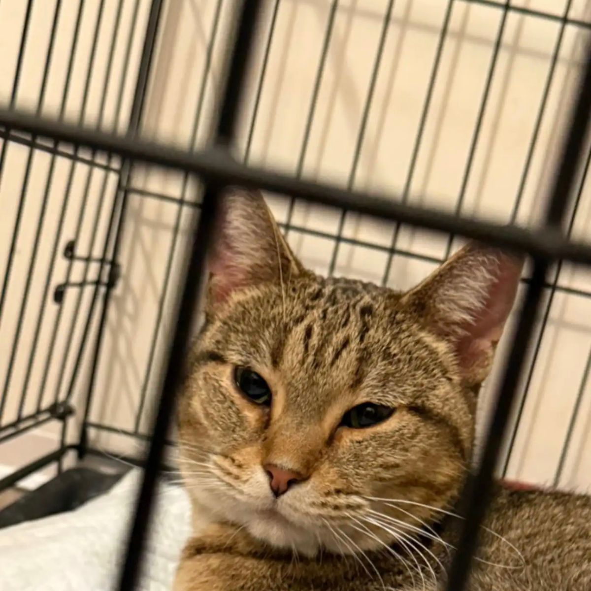 beautiful cat in cage